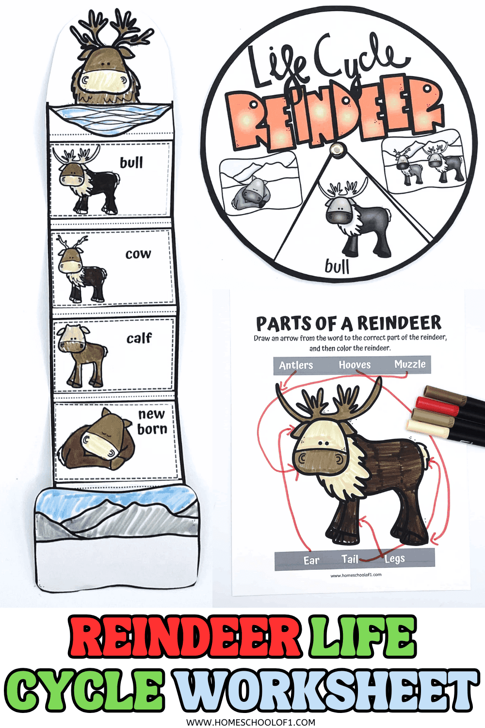 Cut-and-paste reindeer life cycle craft, life cycle spinner, and reindeer body parts worksheet for kids.

