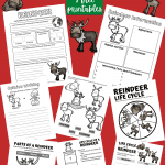 reindeer life cycles