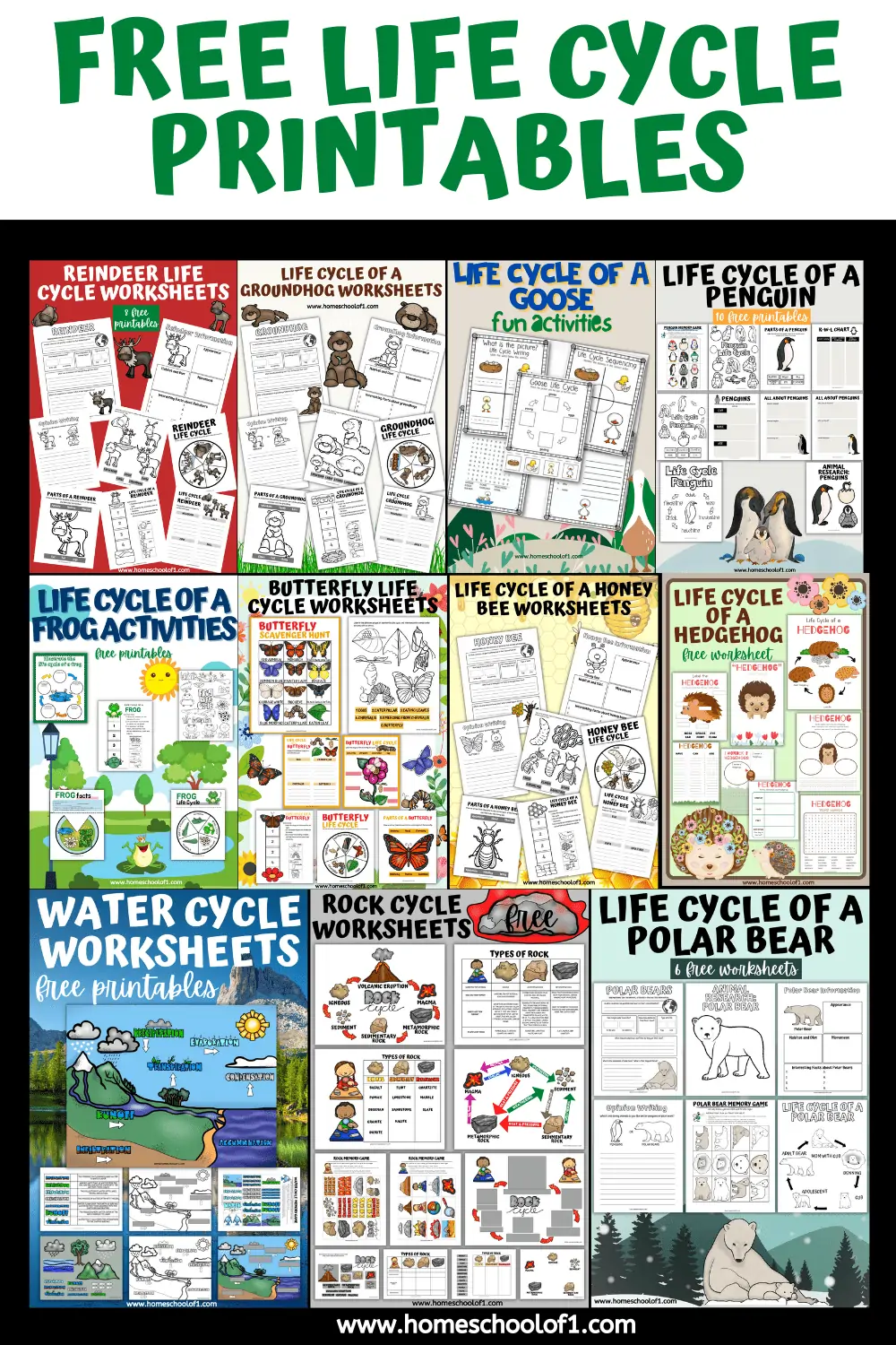 LIFE CYCLE PRINTABLES