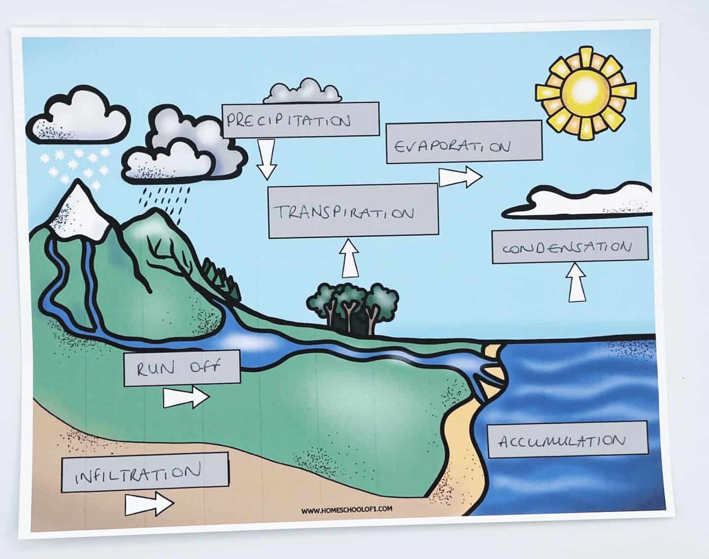 colored water cycle diagram completed in blue pen writing the correct vocabulary to the arrows, precipitation, evaporation, transpiration, condensation, accumulation, run off, and infiltration.