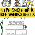 free life cycle of a bee worksheets