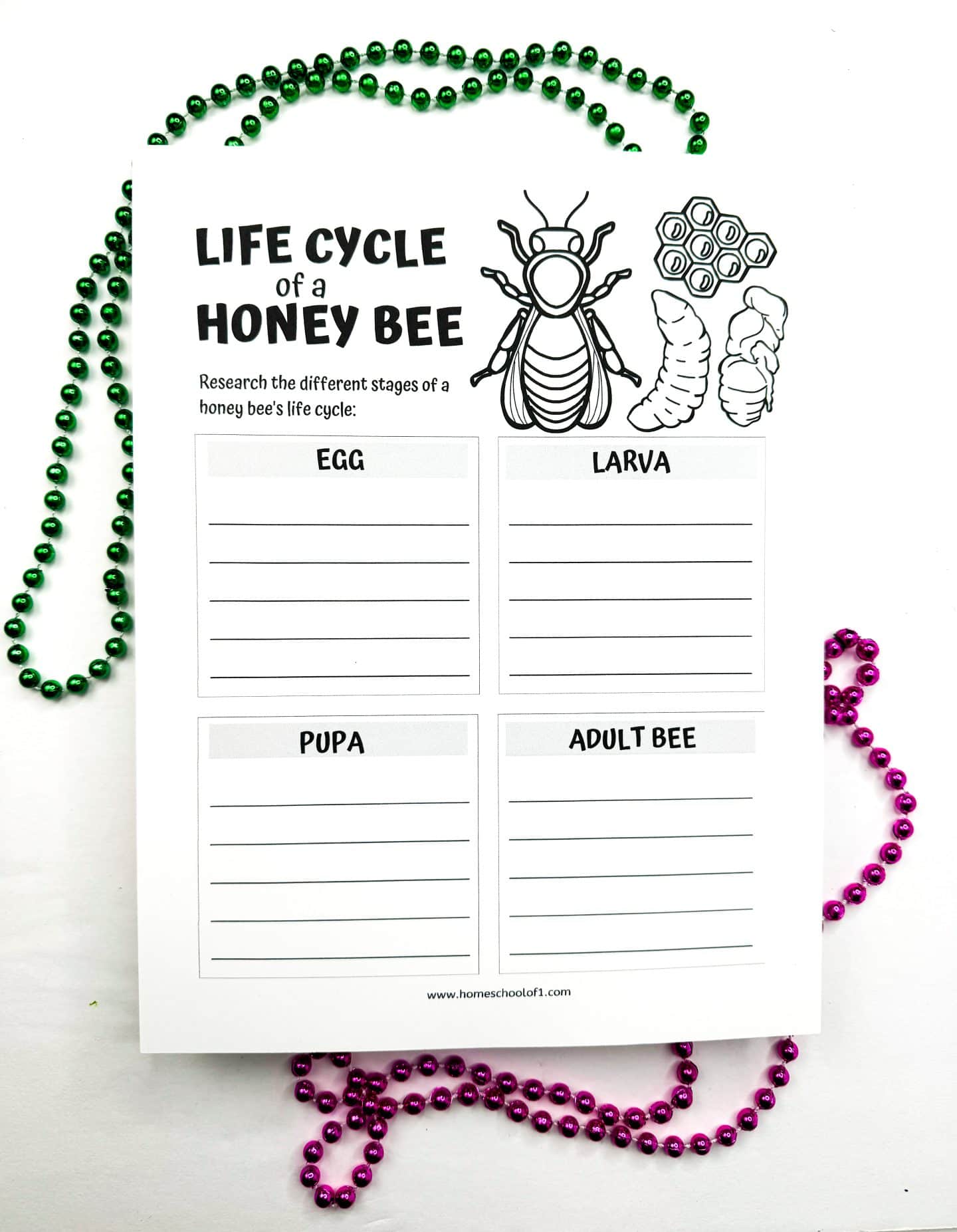 life cycle of a honey bee worksheet where they need to reseaarch the stages, egg, larva, pupa and adult bee