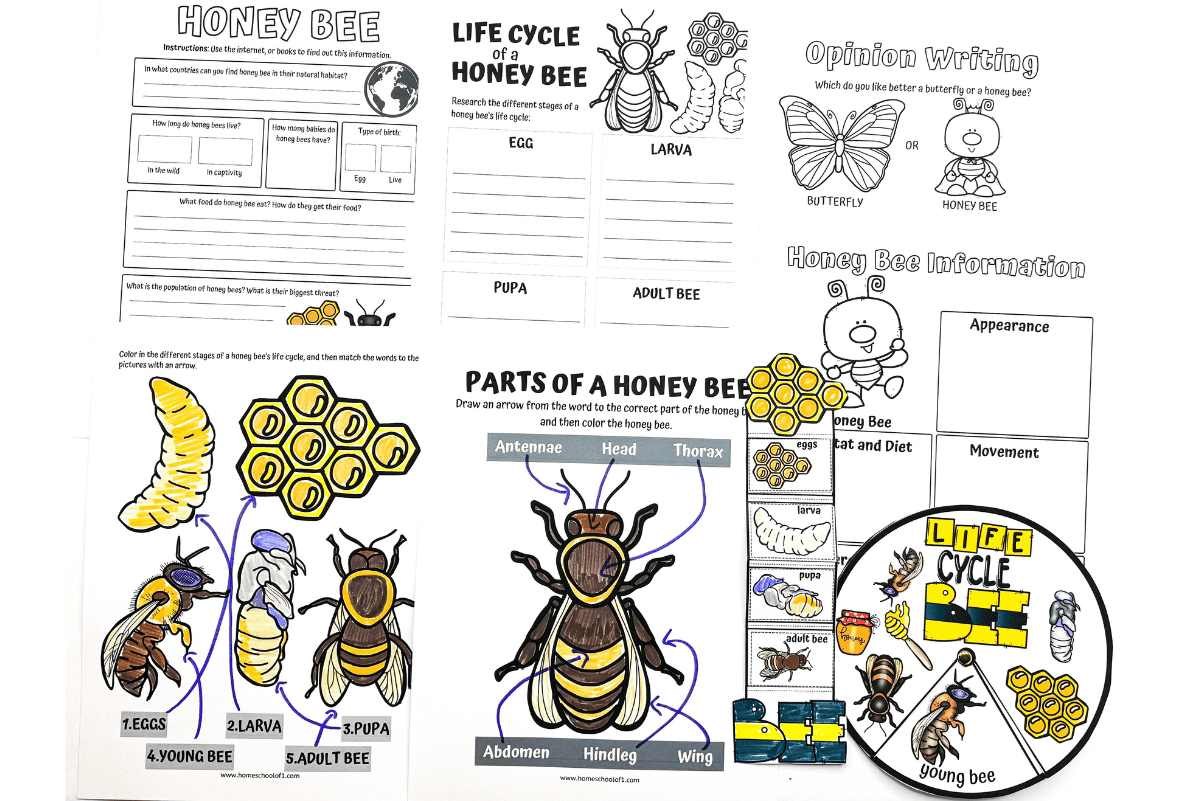 life cycle of a bee worksheet