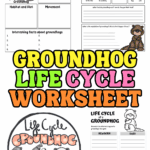 Preview of groundhog life cycle worksheets including research pages, labeling sheets, and a spinner wheel craft.