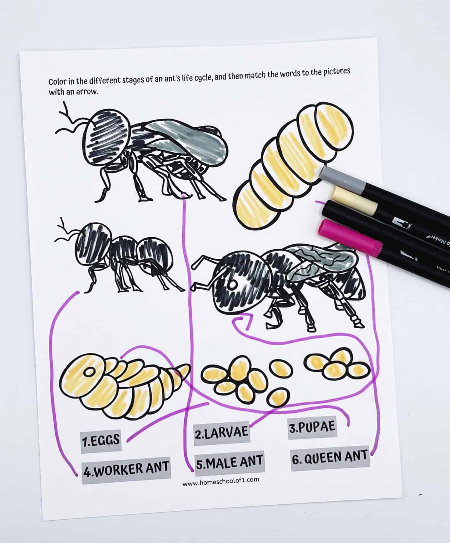 ANT LIFE CYCLE