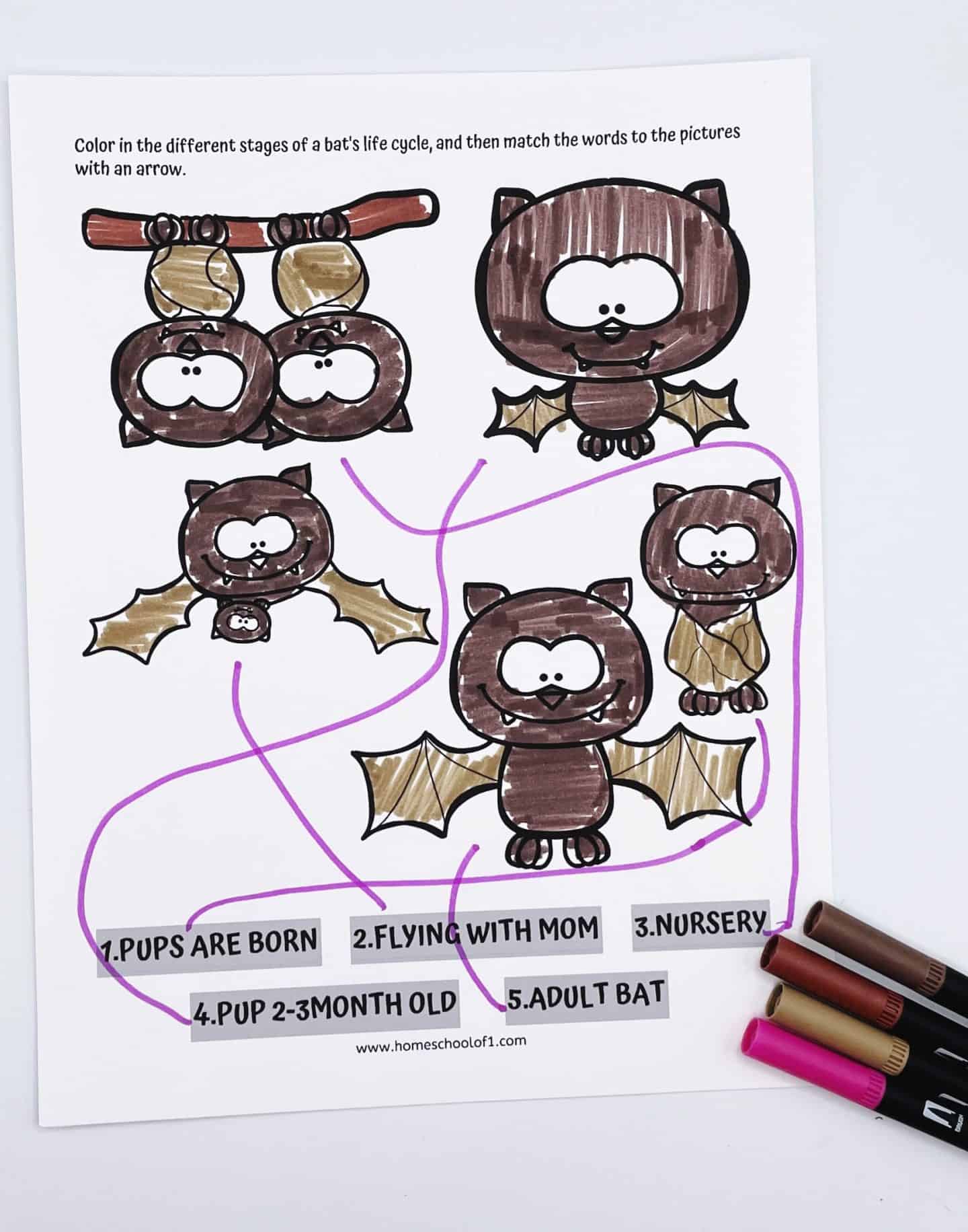 Bat life cycle activity worksheet for kids with cartoon bat illustrations; students color and match stages like “Pups are born” and “Adult bat” using arrows.