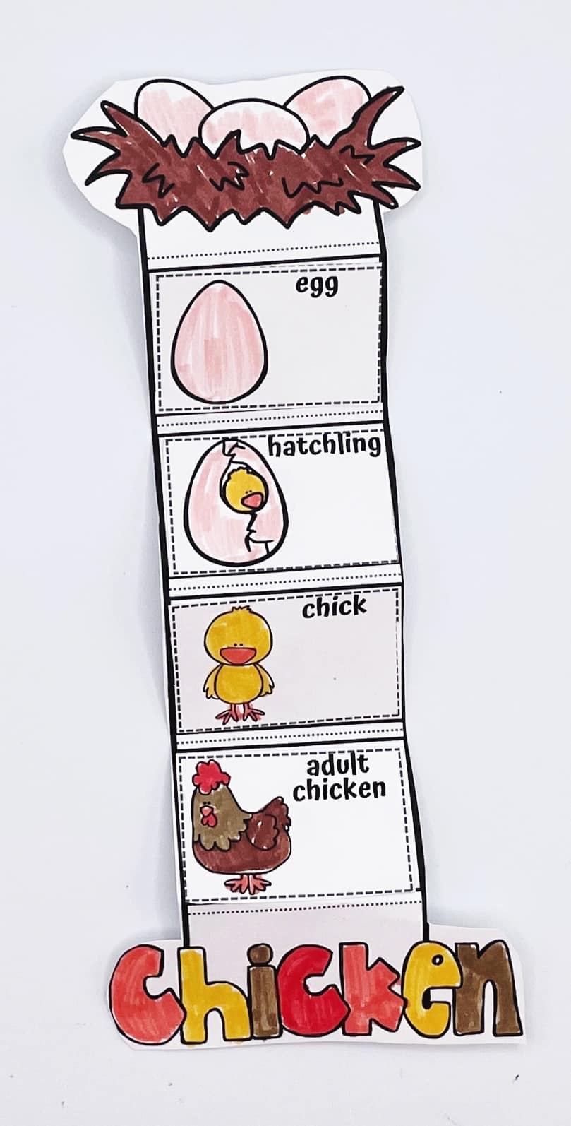 Handmade foldable chicken life cycle craft for kids, showing four illustrated stages: egg, hatchling, chick, and adult chicken. Each section is colorfully labeled with simple drawings, starting with a nest of eggs at the top and ending with the word “chicken” in large, bold, multicolored letters at the bottom.