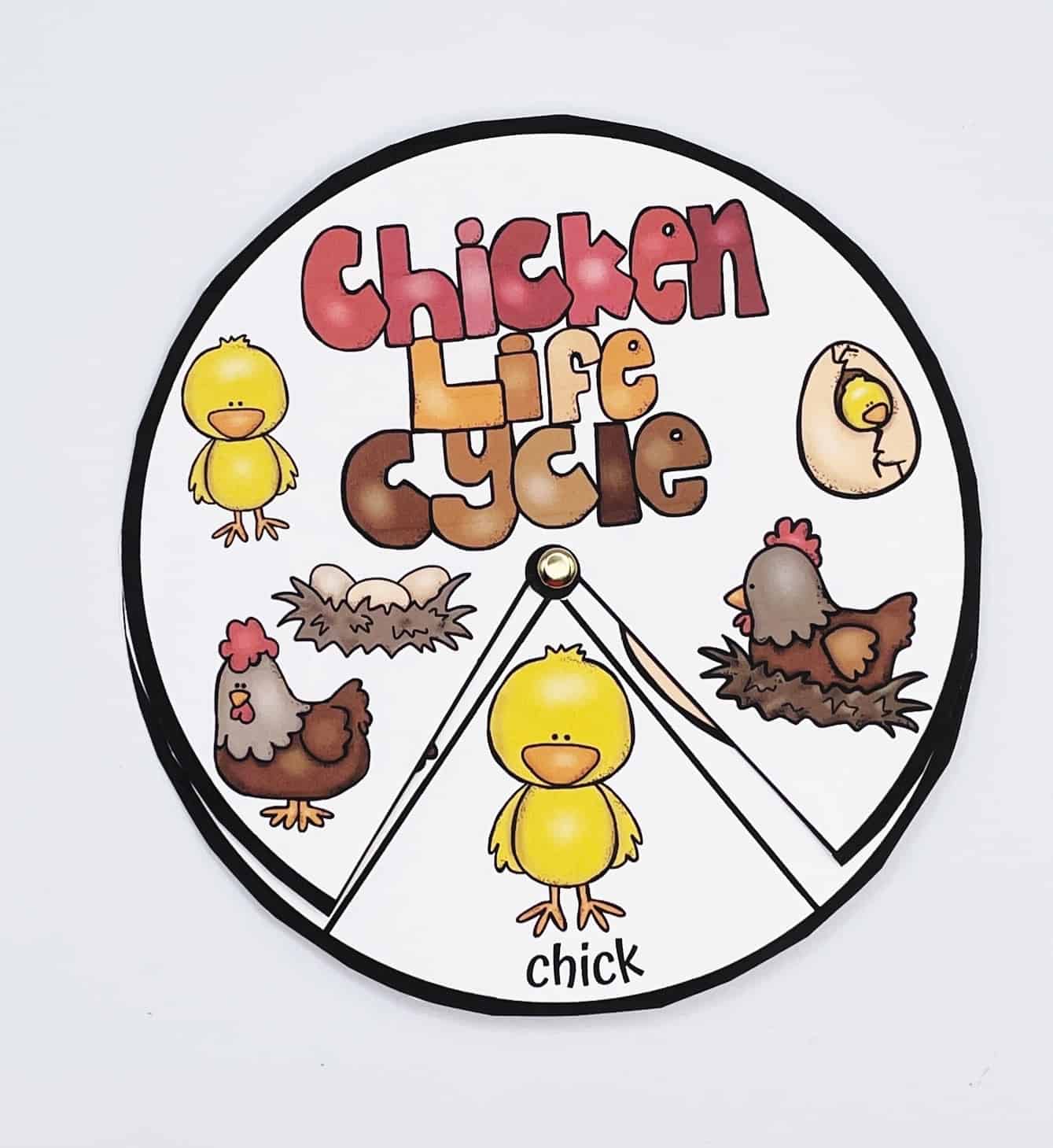 Colorful circular chicken life cycle spinner featuring cartoon illustrations of each stage: egg, hatchling, chick, and adult chicken. The wheel is titled “Chicken Life Cycle” in bold, playful letters and includes a rotating arrow that points to the current stage, with “chick” currently selected.
