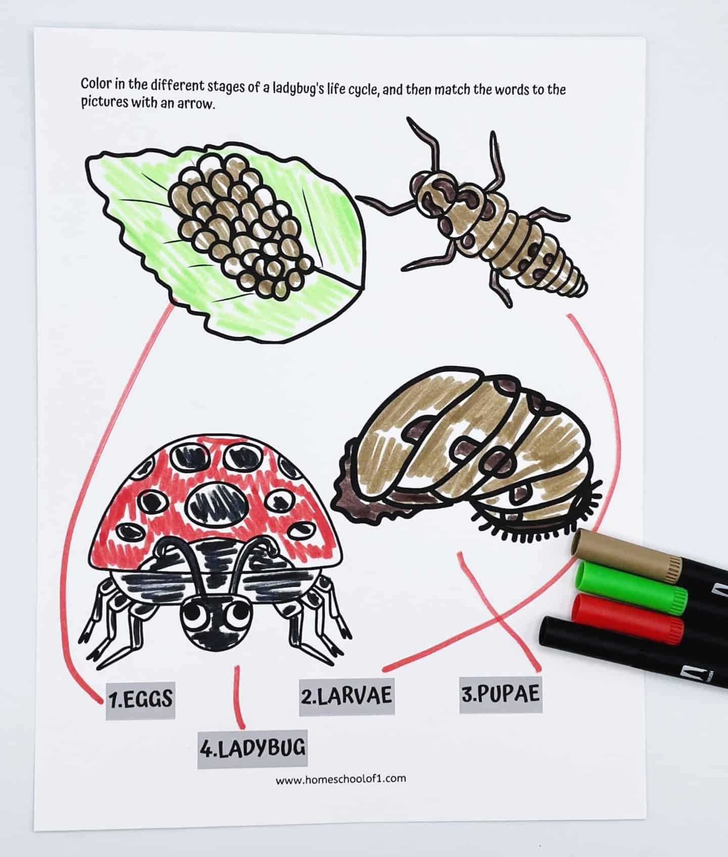 A completed ladybug life cycle worksheet for kids featuring four illustrated stages: eggs, larvae, pupae, and adult ladybug. Each stage is colored in with markers and connected by red arrows to show the correct sequence. The instructions at the top prompt children to color and match the words to the images. This engaging science worksheet is part of a fun life cycle worksheets collection perfect for elementary biology lessons and hands-on homeschool learning.

