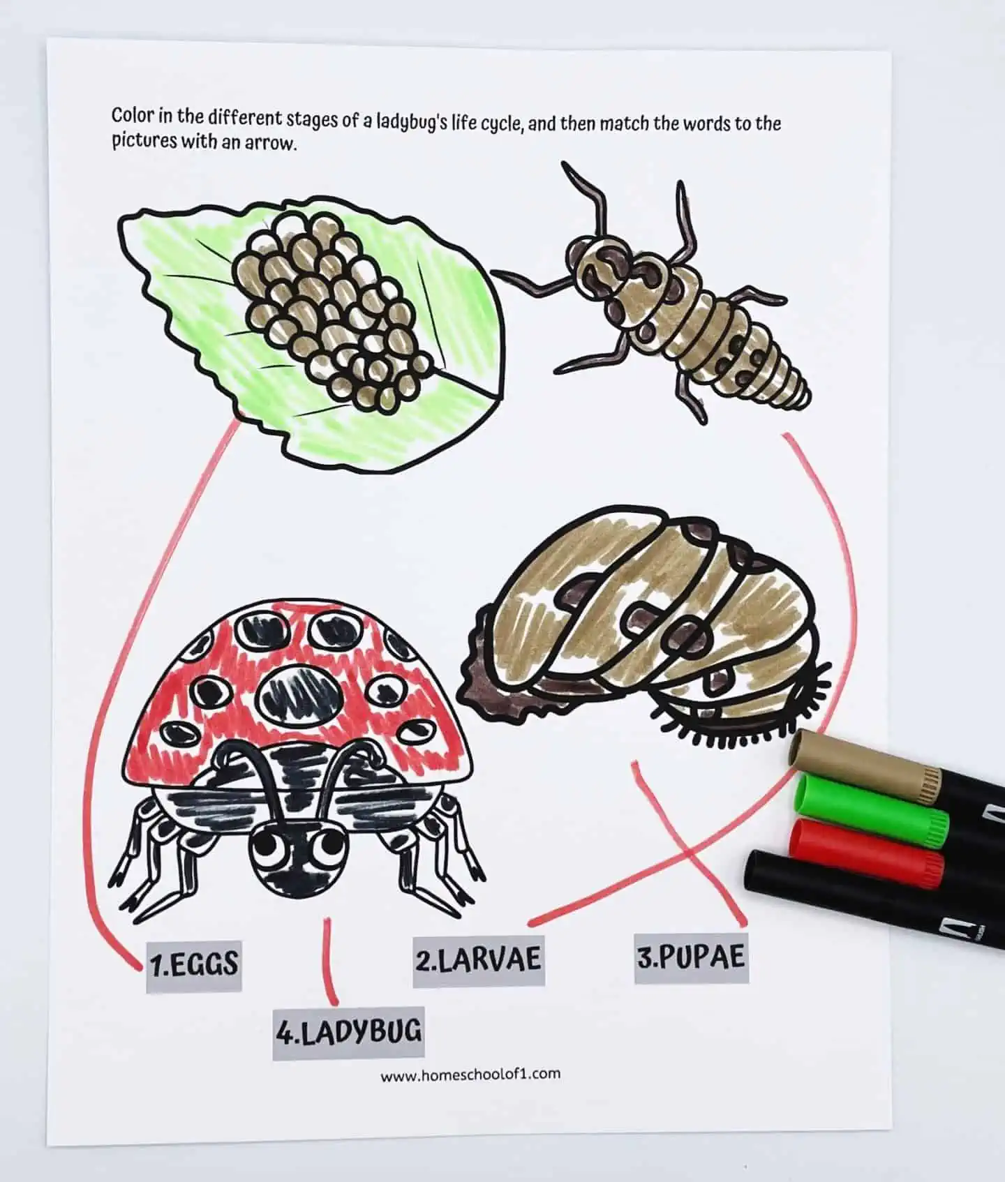 LADYBUG LIFE CYCLE