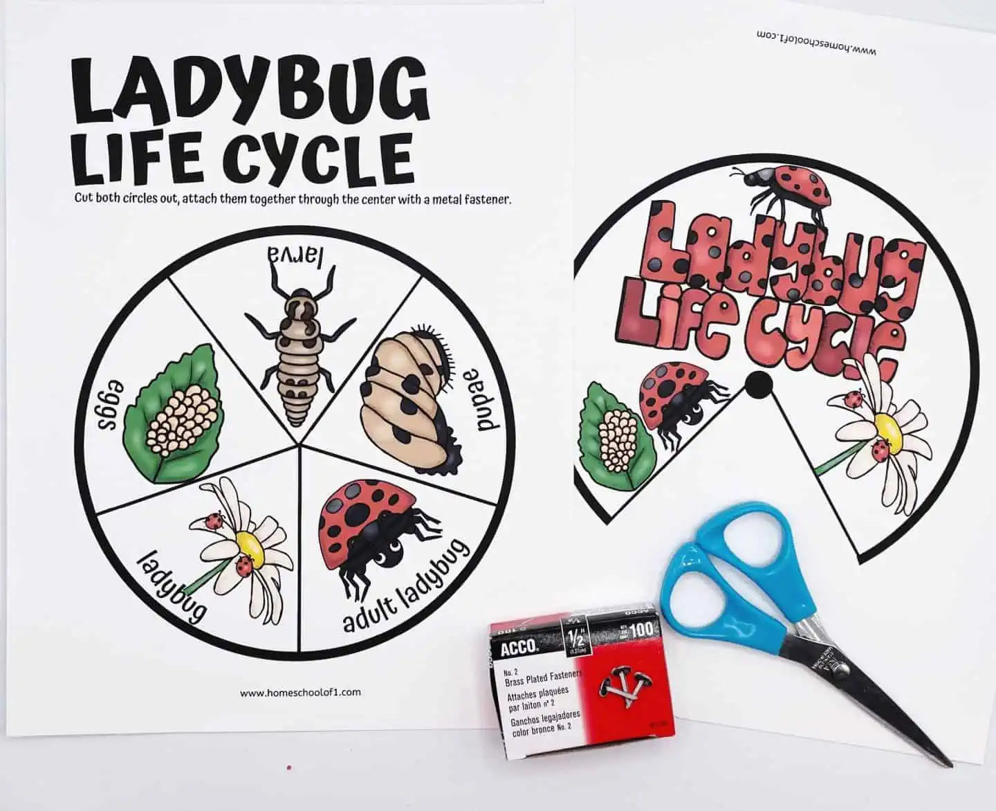 LADYBUG LIFE CYCLE SPINNER (2)