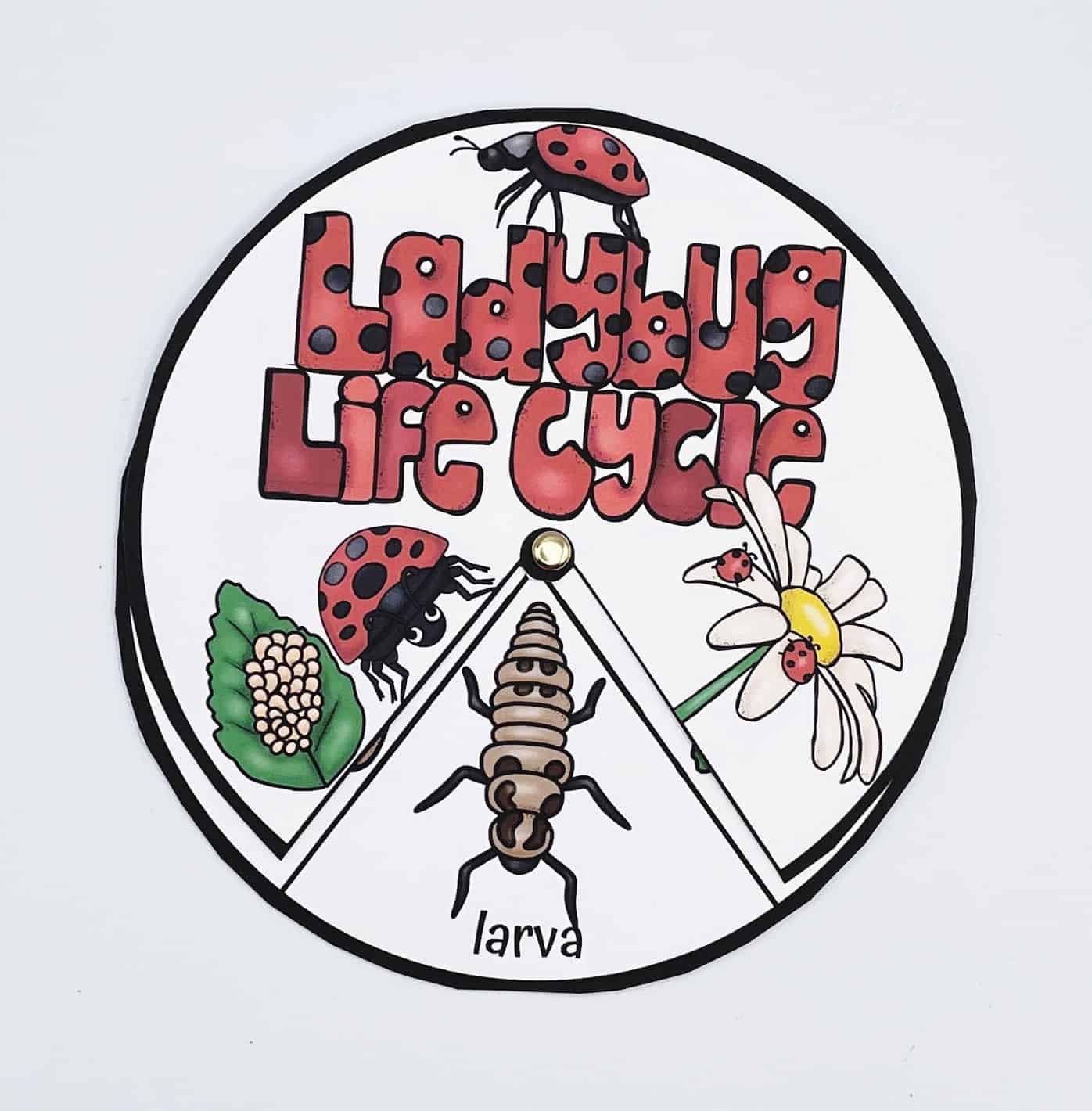 LADYBUG LIFE CYCLE SPINNER