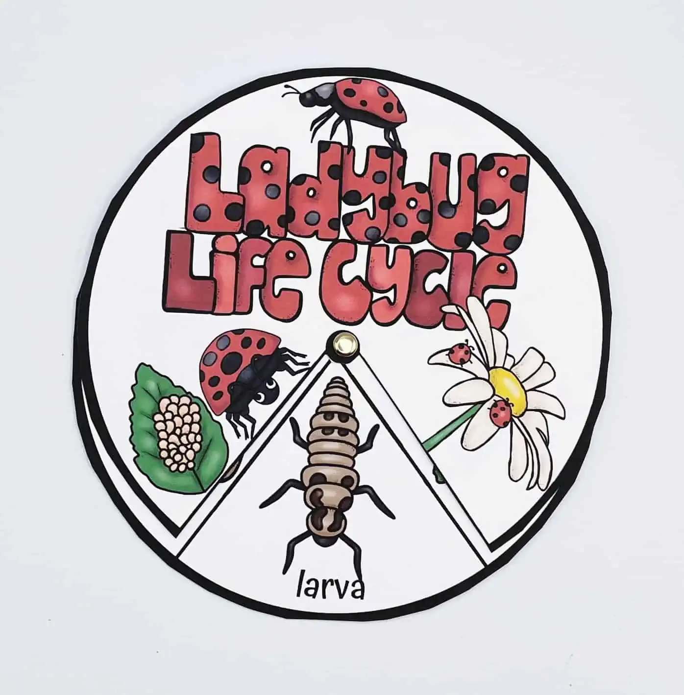 LADYBUG LIFE CYCLE SPINNER