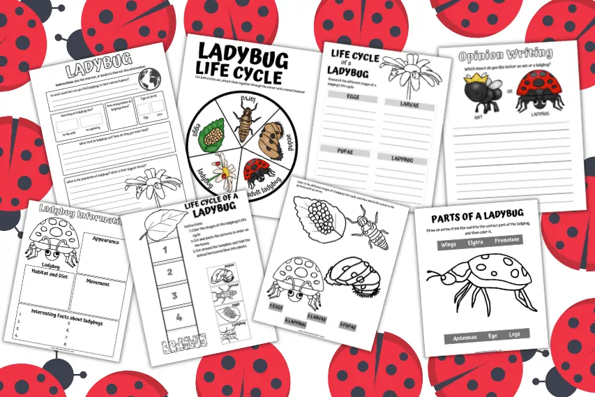 LADYBUG LIFE CYCLE WORKSHEETS