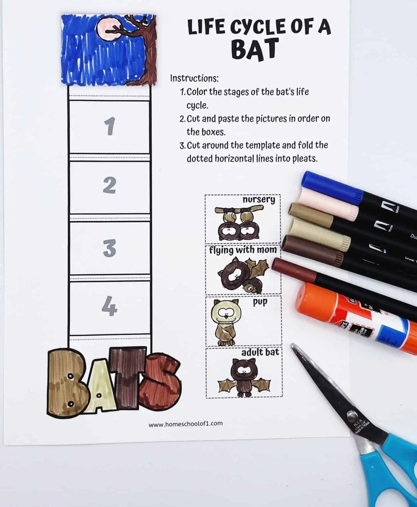 LIFE CYCLE OF A BAT COLORING