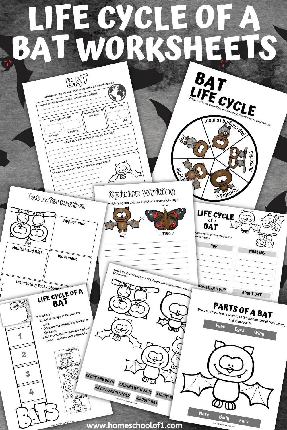 LIFE CYCLE OF A BAT WORKSHEETS