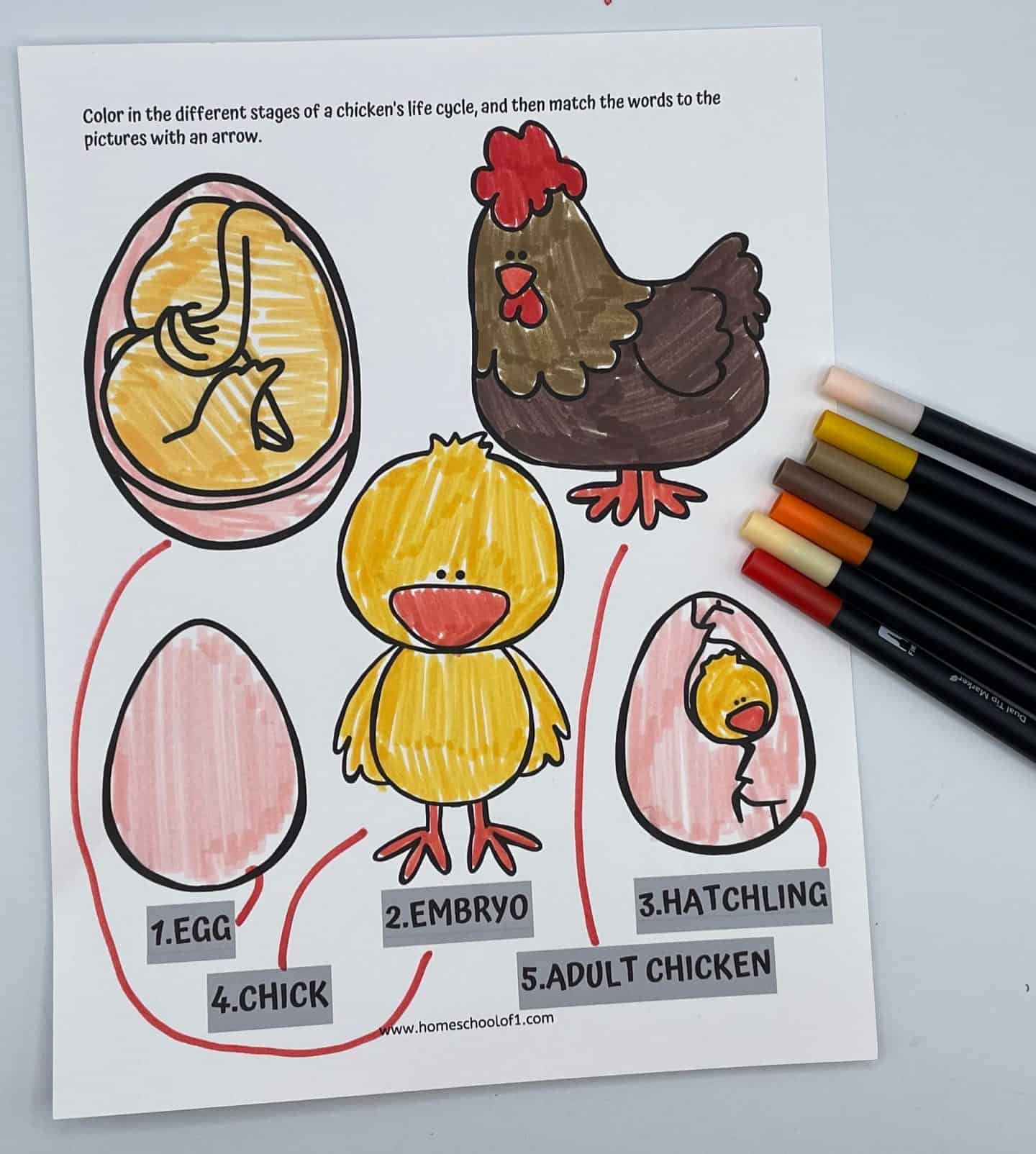 Coloring worksheet showing five stages of a chicken's life cycle—egg, embryo, hatchling, chick, and adult chicken—with red arrows connecting each term to its corresponding cartoon image. The pictures are brightly colored in pink, yellow, orange, and brown, and a set of markers is placed beside the sheet on a white surface.