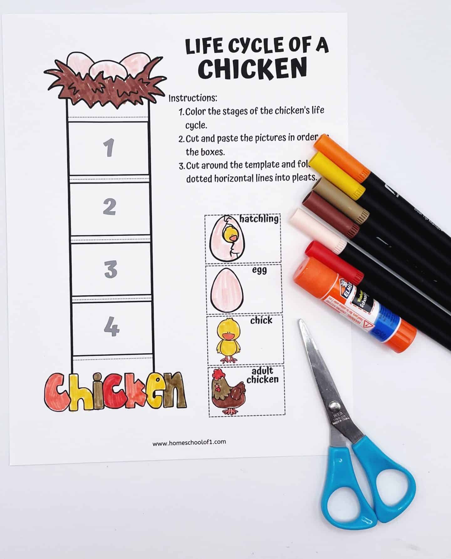 LIFE CYCLE OF A CHICKEN COLORING