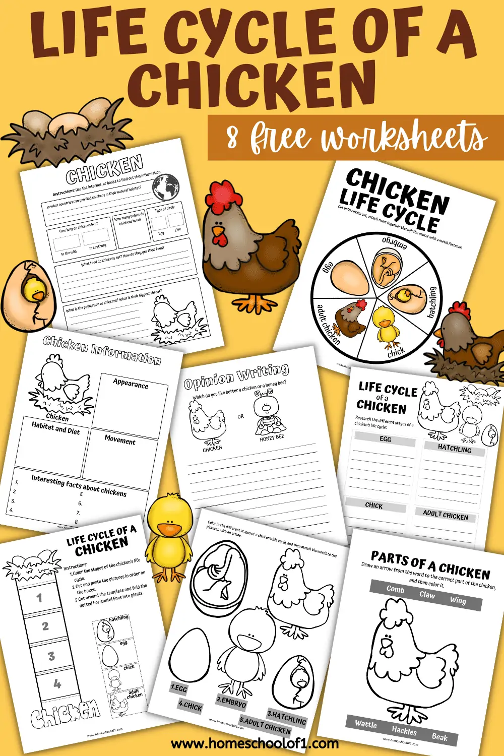 LIFE CYCLE OF A CHICKEN WORKSHEETS