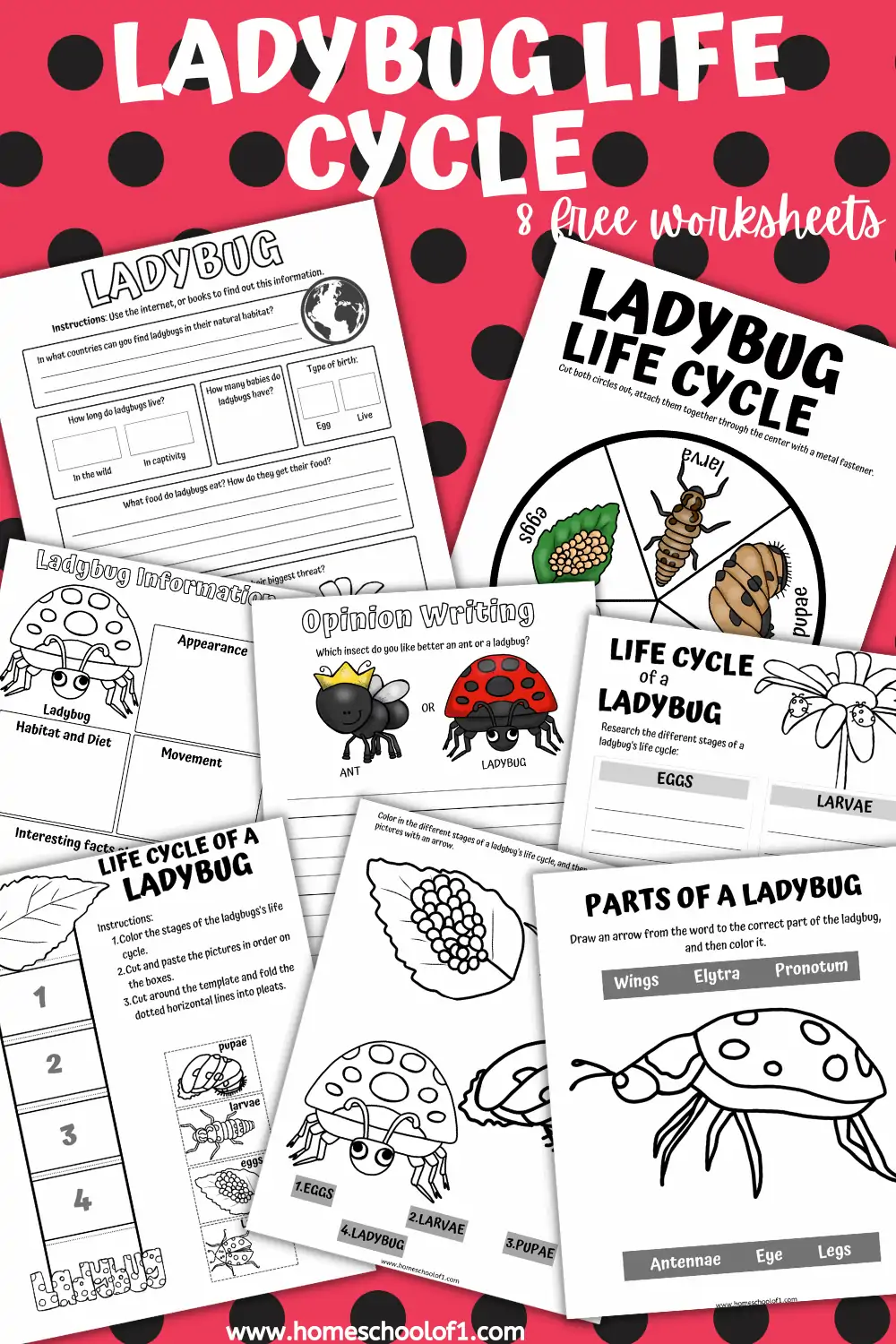 LIFE CYCLE OF A LADYBUG WORKSHEETS
