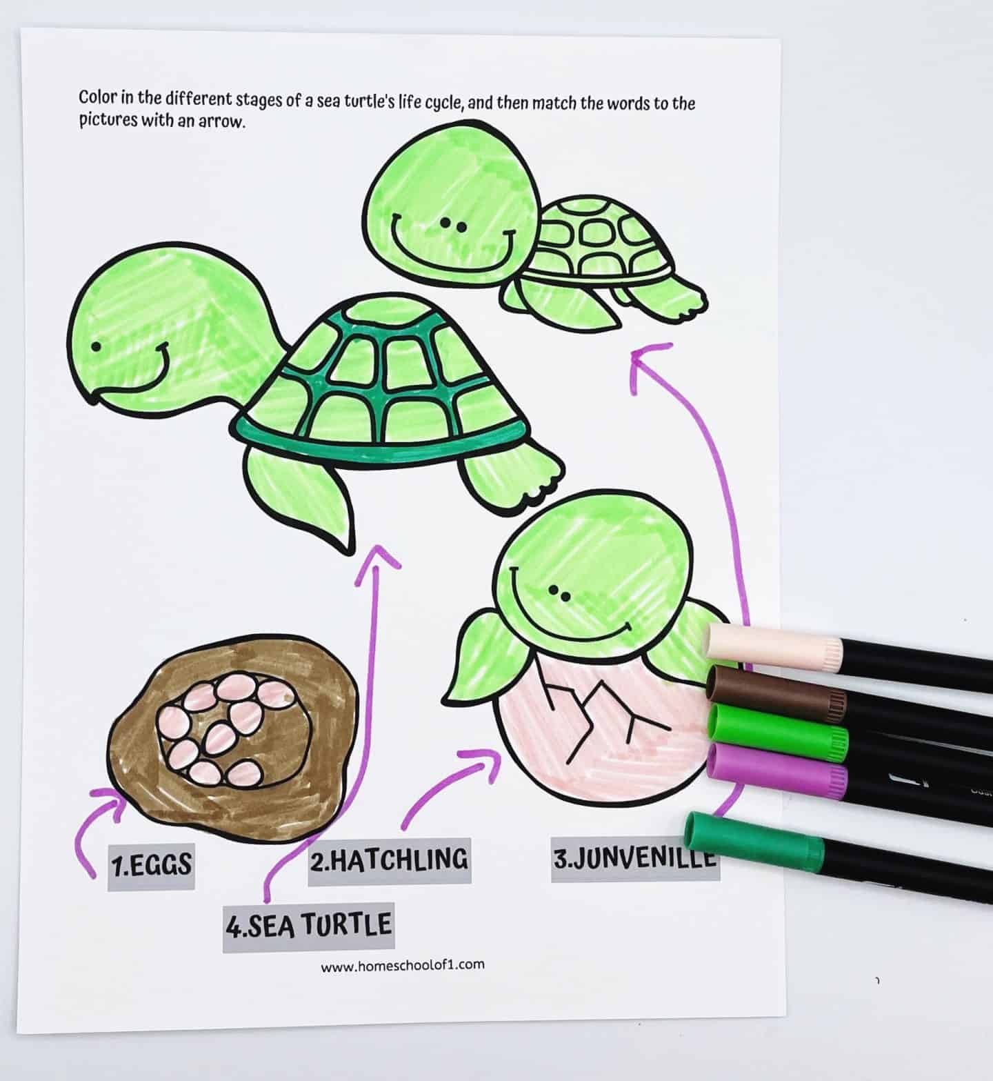 A colorful worksheet showing the four stages of a sea turtle’s life cycle: eggs, hatchling, juvenile, and sea turtle. Each stage is illustrated with a matching cartoon image and labeled with arrows connecting the terms to the pictures. Markers in shades of green, brown, pink, and purple are placed to the side, indicating the activity was recently completed.