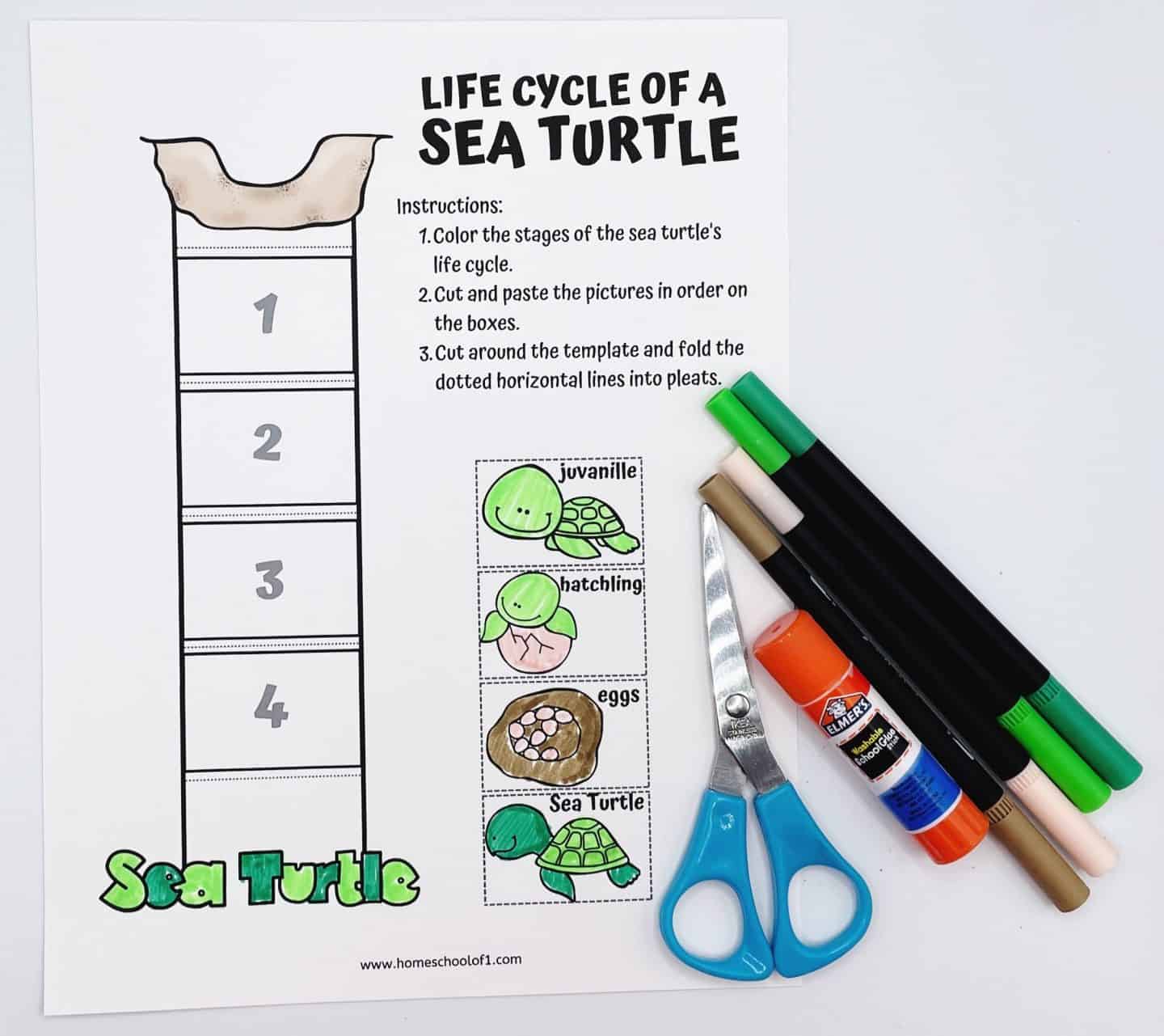 A hands-on worksheet titled “Life Cycle of a Sea Turtle,” featuring a four-step vertical chart where students cut, color, and paste images of the life cycle stages: eggs, hatchling, juvenile, and adult sea turtle. Colored markers, scissors, and a glue stick are placed beside the sheet, indicating it’s a cut-and-paste craft activity.