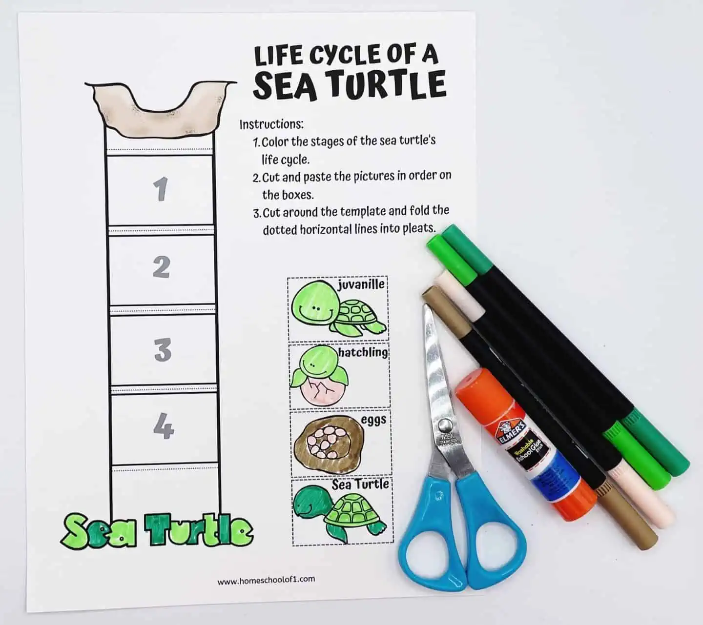 LIFE CYCLE OF A SEA TURTLE COLORING