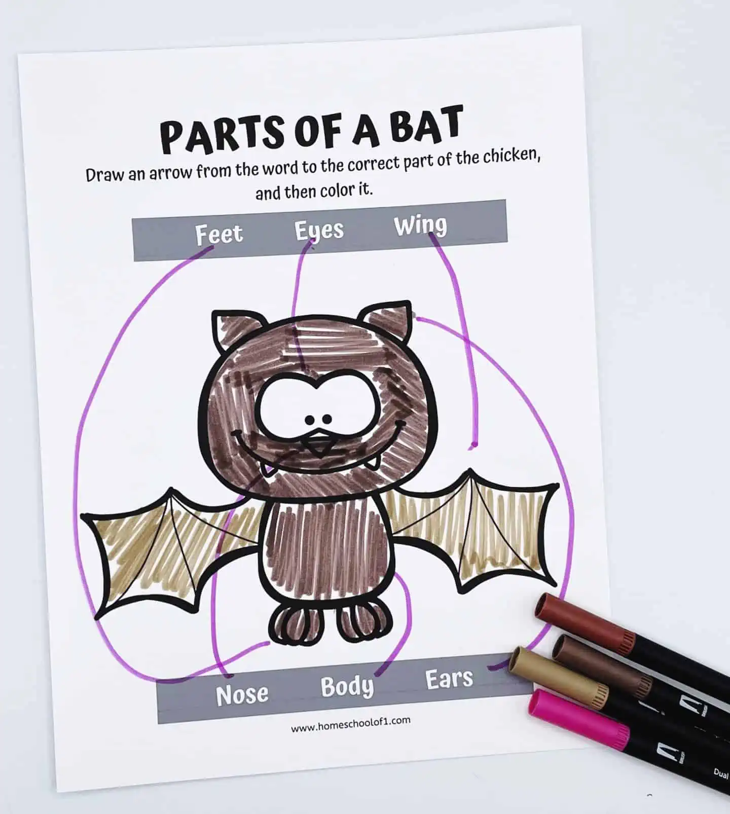 PARTS OF A BAT W0RKSHEET