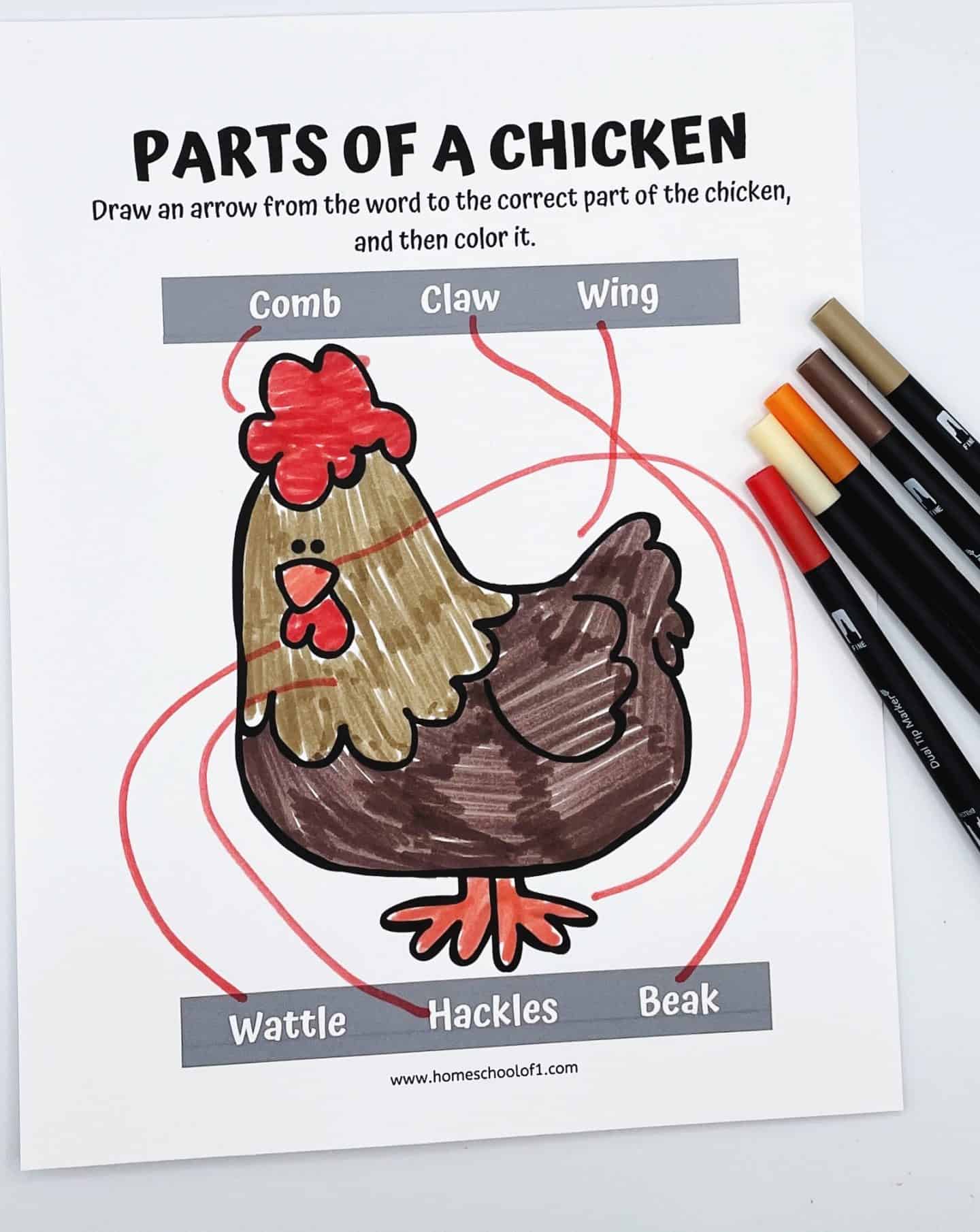 Parts of a chicken worksheet showing a cartoon chicken colored in brown, red, and tan, with arrows pointing to labeled body parts including comb, claw, wing, wattle, hackles, and beak. Red marker lines connect the vocabulary words to the correct parts, and a set of colored markers is placed on the right side.