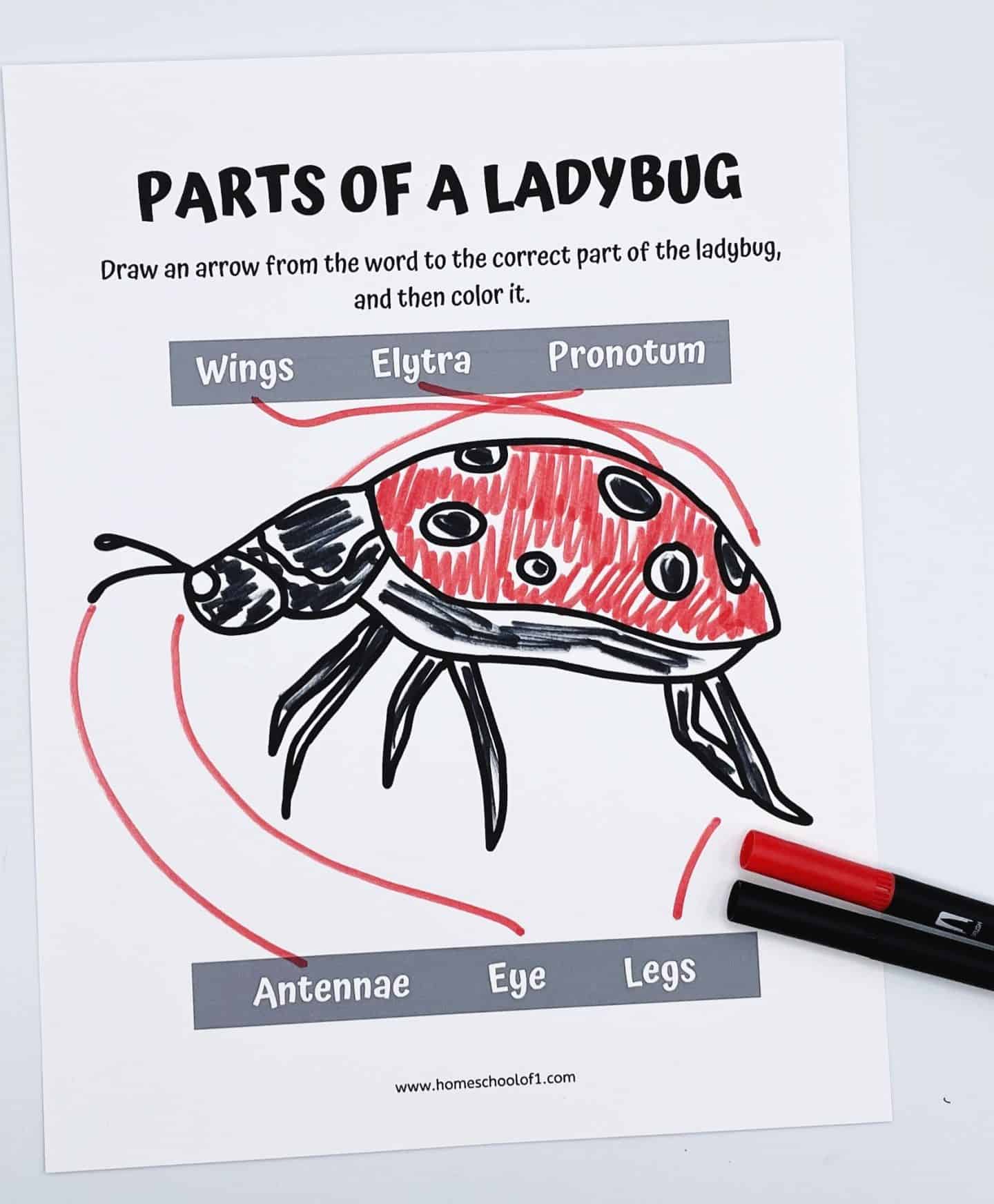 PARTS OF A LADYBUG
