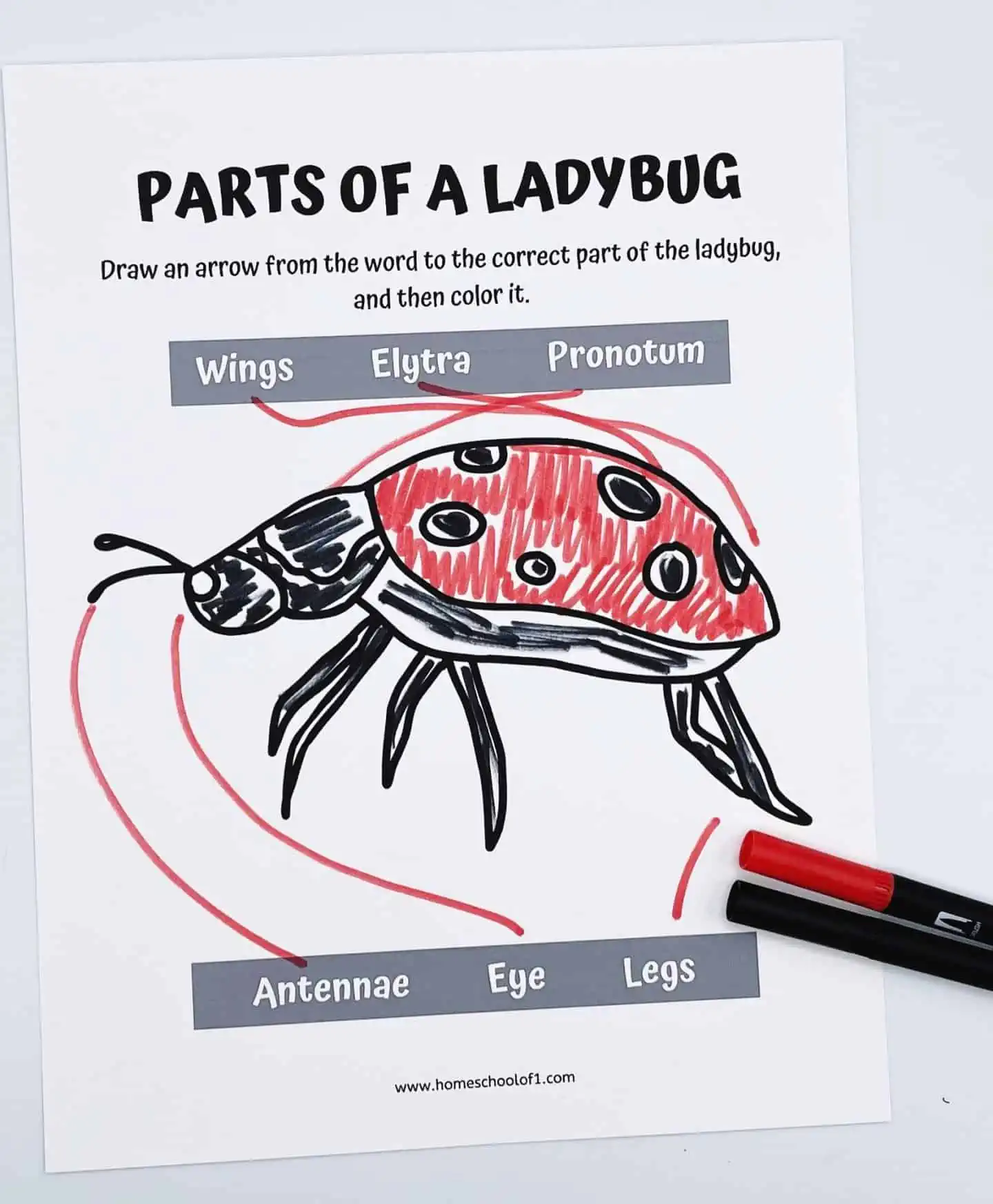 PARTS OF A LADYBUG