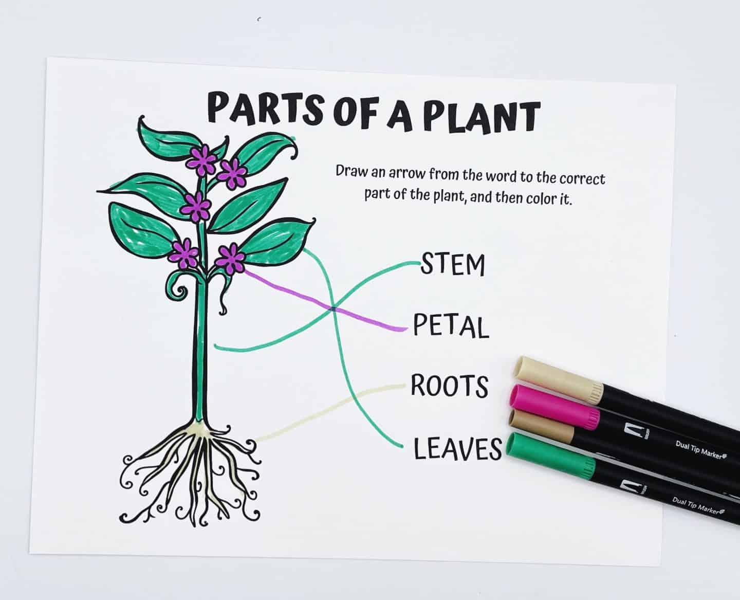 Parts of a plant worksheet for kids featuring a labeled diagram with colorful arrows pointing to the stem, petals, roots, and leaves. The plant illustration is partially colored, with green leaves and pink flowers, and three dual-tip markers in tan, pink, and green are placed on the bottom right corner of the page.

