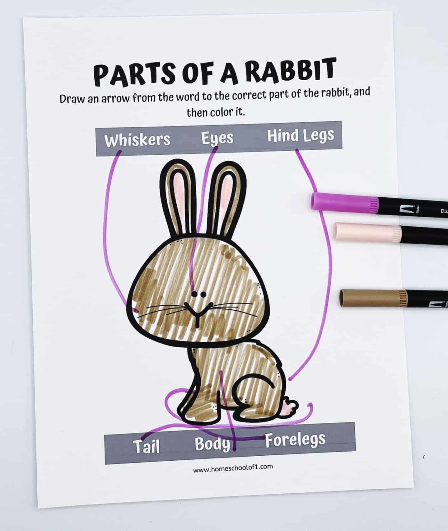 A completed educational worksheet titled “Parts of a Rabbit” shows a brown-colored cartoon rabbit with labeled arrows pointing to body parts like whiskers, eyes, hind legs, tail, body, and forelegs. The student has drawn purple lines from each label to the correct part of the rabbit. Three dual-tip markers—pink, beige, and brown—are placed next to the page on a white background.

