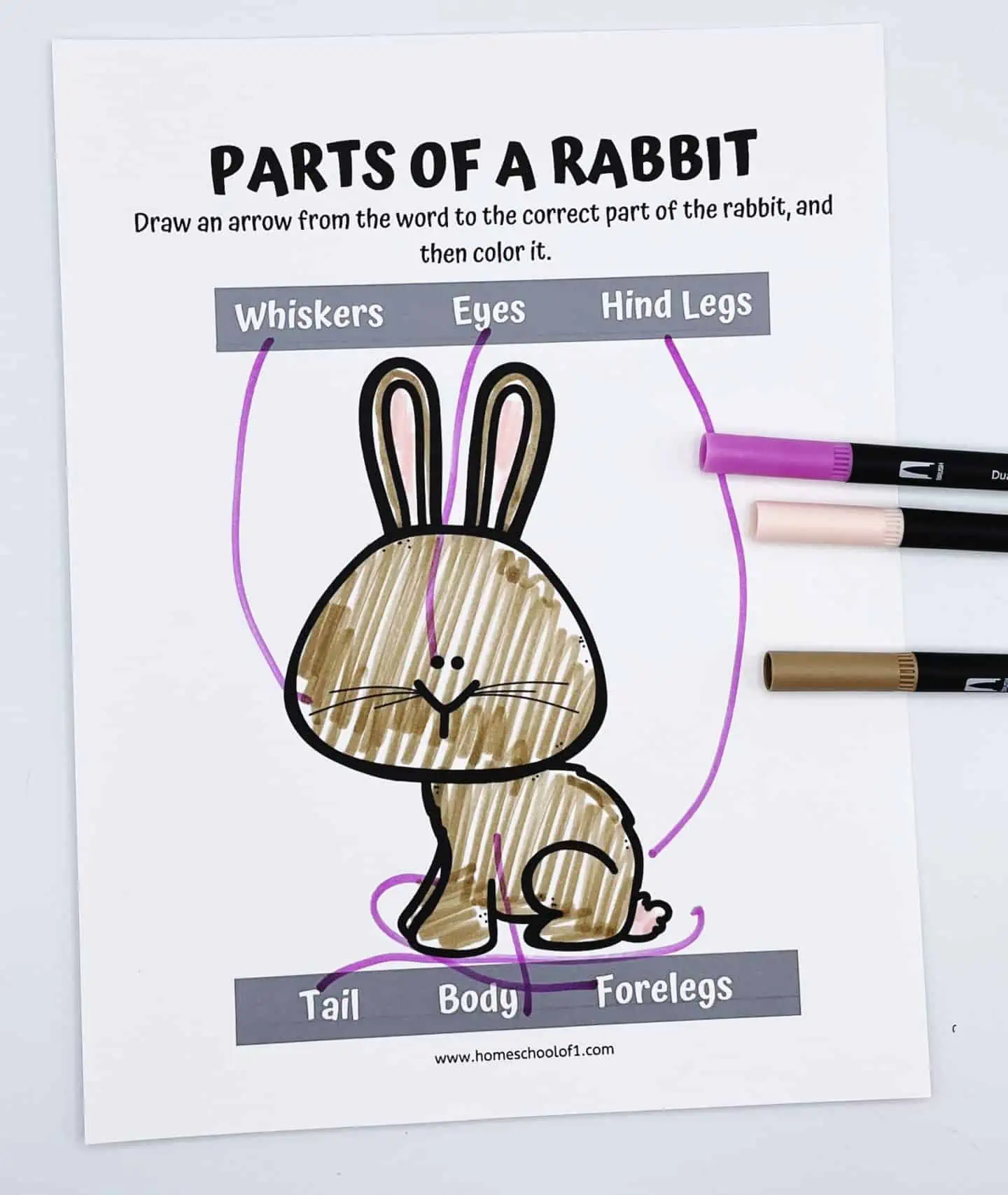 PARTS OF A RABBIT