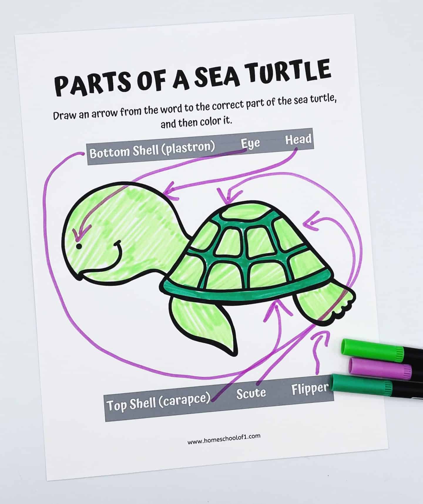 A labeled Parts of a Sea Turtle worksheet for kids, featuring a cartoon sea turtle colored in green with arrows pointing to different parts: Bottom Shell (plastron), Top Shell (carapace), Scute, Flipper, Eye, and Head. Purple arrows connect each term to the correct body part. Green, purple, and teal markers rest beside the page, suggesting recent coloring activity.