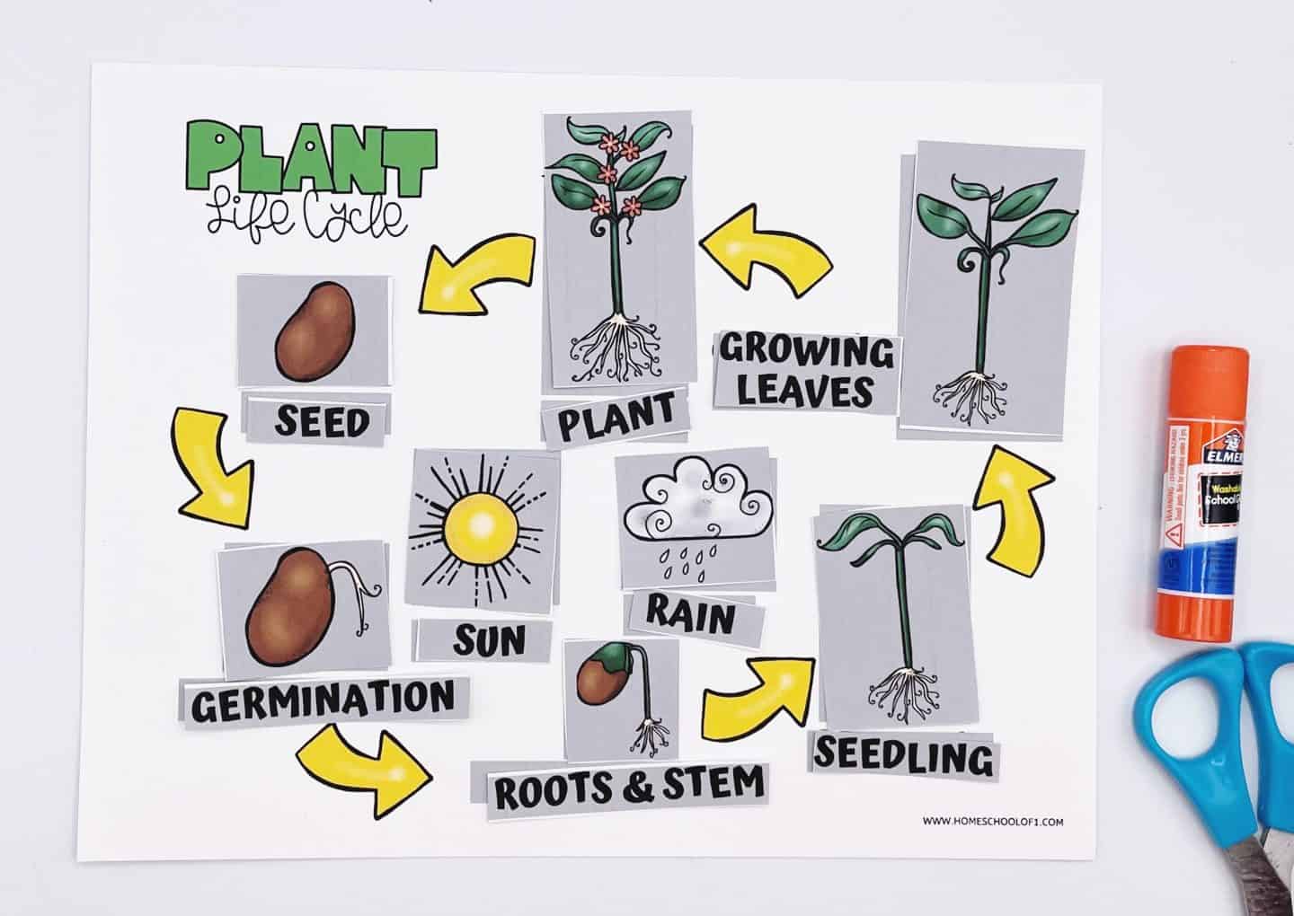 Completed cut-and-paste “Plant Life Cycle” worksheet for kids, showing labeled illustrations of each growth stage: seed, germination, roots & stem, seedling, growing leaves, and full plant. It also includes sun and rain as essential elements for growth. Bright yellow arrows guide the flow of the cycle, with a glue stick and scissors nearby indicating it’s a hands-on activity.

