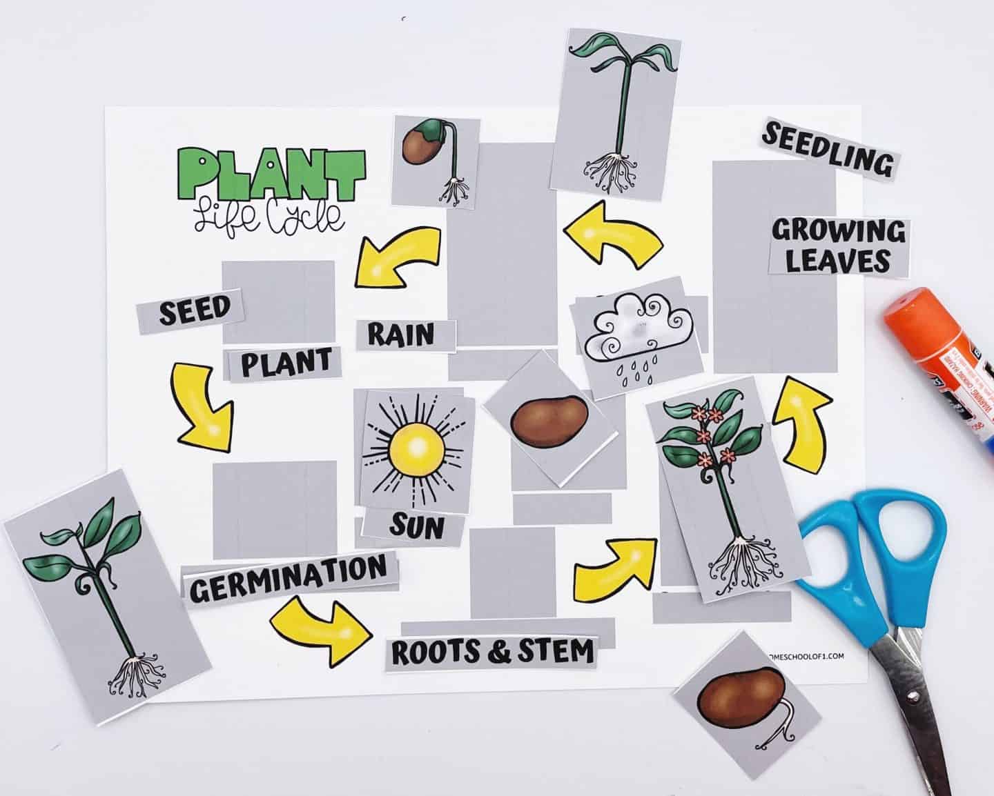 Interactive plant life cycle worksheet activity for kids with colorful cut-and-paste elements showing stages like seed, germination, roots & stem, seedling, growing leaves, and mature plant. Illustrations also include sun and rain as essential growth factors. A glue stick and blue-handled scissors are placed to the right, suggesting a hands-on classroom or homeschool craft.

