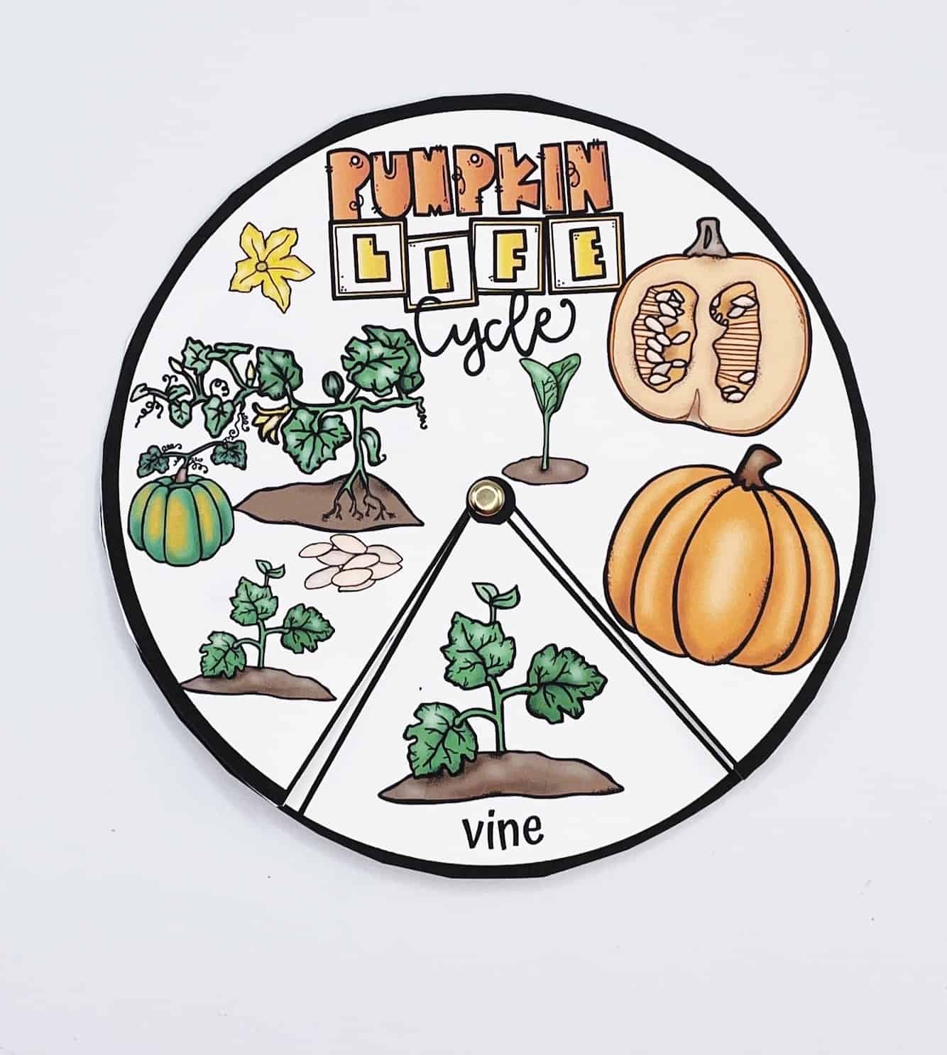 PUMPKIN LIFE CYCLE SPINNER