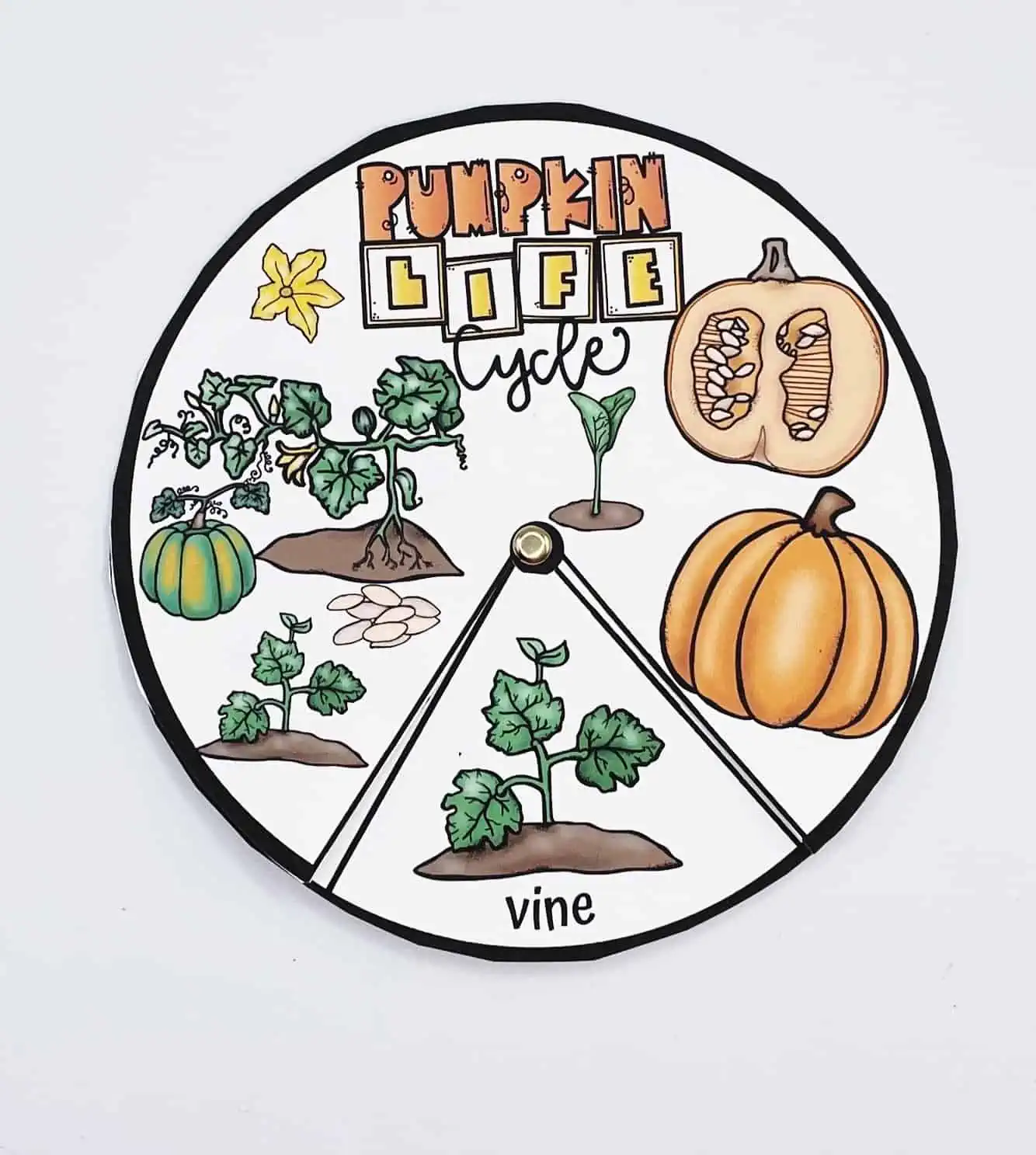 PUMPKIN LIFE CYCLE SPINNER