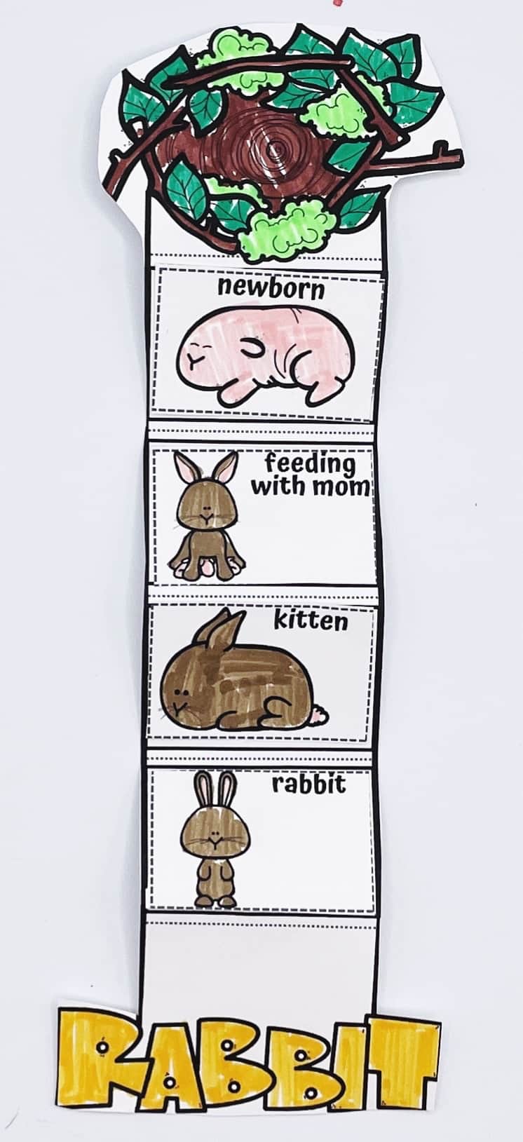 A completed rabbit life cycle craft shows a vertical paper chart with illustrated stages labeled "newborn," "feeding with mom," "kitten," and "rabbit," each with hand-colored images of bunnies. The chart is topped with a tree nest and ends with the word “RABBIT” in bold, yellow letters. This hands-on activity is designed to help children learn about the stages of a rabbit’s development.


