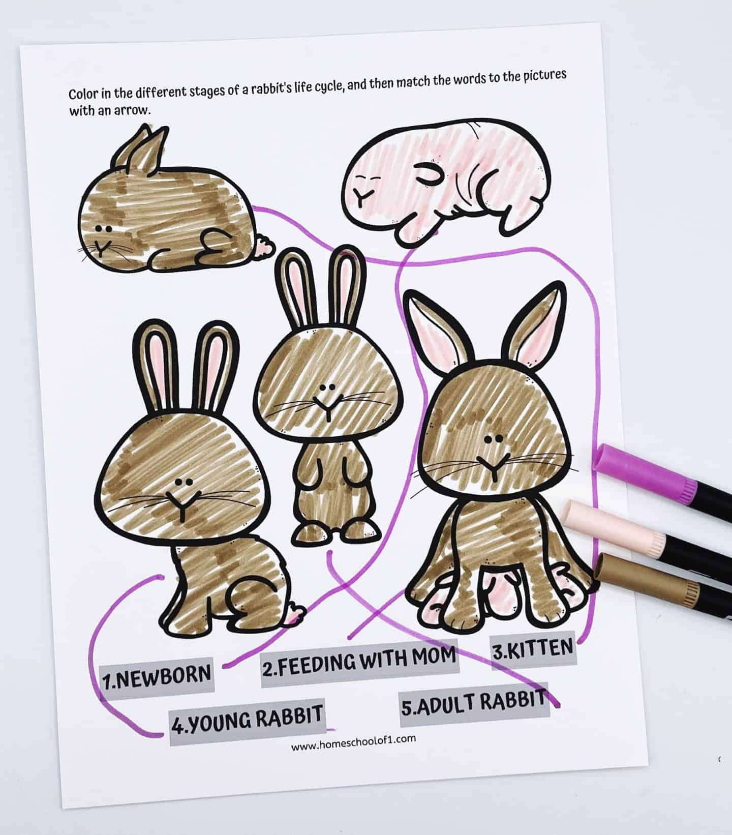 A completed worksheet shows five cartoon rabbits representing different stages of the rabbit life cycle: newborn, feeding with mom, kitten, young rabbit, and adult rabbit. The rabbits are colored in with pink and brown markers, and purple arrows connect each label to the matching image. Three dual-tip markers—pink, beige, and brown—rest beside the worksheet on a white surface.

