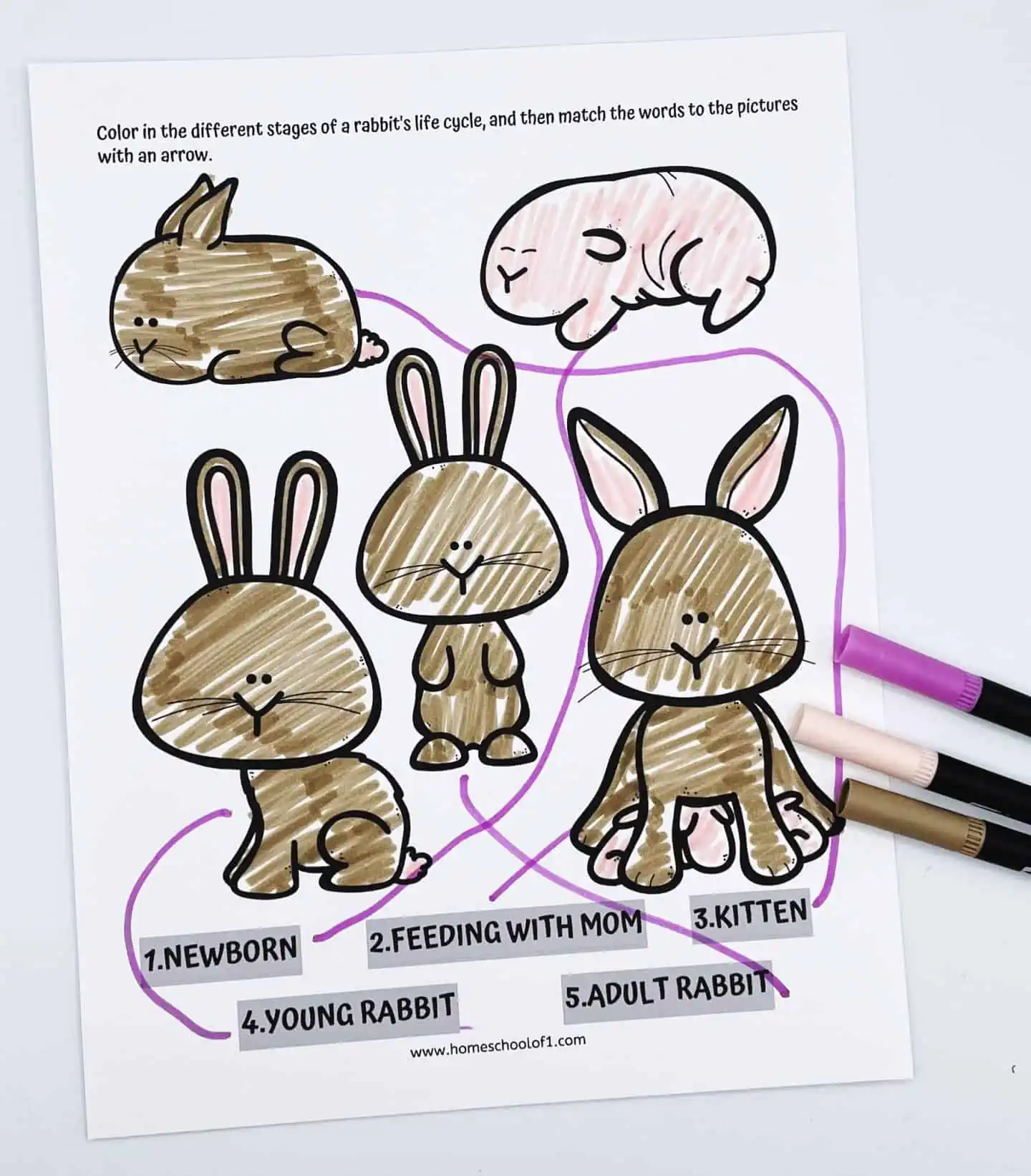 RABBIT LIFE CYCLE