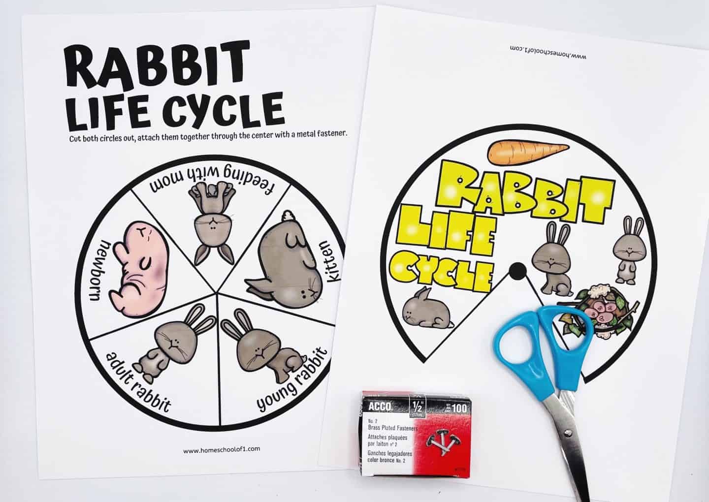 Two printable circular rabbit life cycle wheels are shown, one with labeled stages—newborn, feeding with mom, kitten, young rabbit, and adult rabbit—and the other featuring the title “Rabbit Life Cycle” with cartoon bunnies and a carrot. A pair of blue scissors and a box of brass fasteners are placed nearby, ready to assemble the spinning wheel. This hands-on educational craft teaches kids about rabbit development through interactive play.