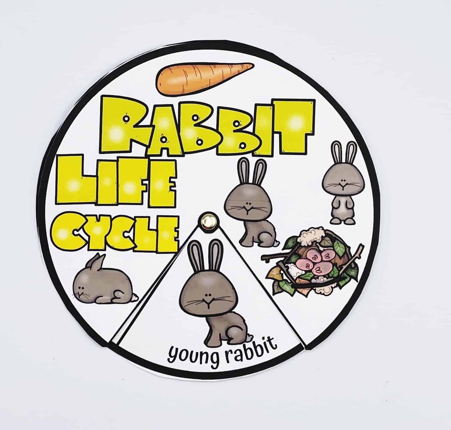 A completed rabbit life cycle wheel craft features a circular design with a top layer that rotates to reveal different life stages. The current window shows "young rabbit" with a cartoon illustration of a bunny. The wheel is titled "Rabbit Life Cycle" in bold yellow letters and includes drawings of other bunny stages, a nest, and a carrot. A brass fastener secures the center for easy spinning.