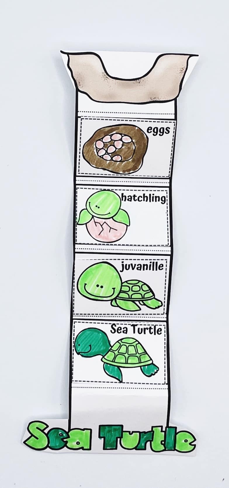 A completed cut-and-paste craft showing the life cycle of a sea turtle in four stages: eggs, hatchling, juvenile, and adult sea turtle. Each stage is illustrated with hand-colored drawings arranged vertically, with the title “Sea Turtle” at the bottom in large green letters. The craft is designed to be folded accordion-style as a hands-on educational activity