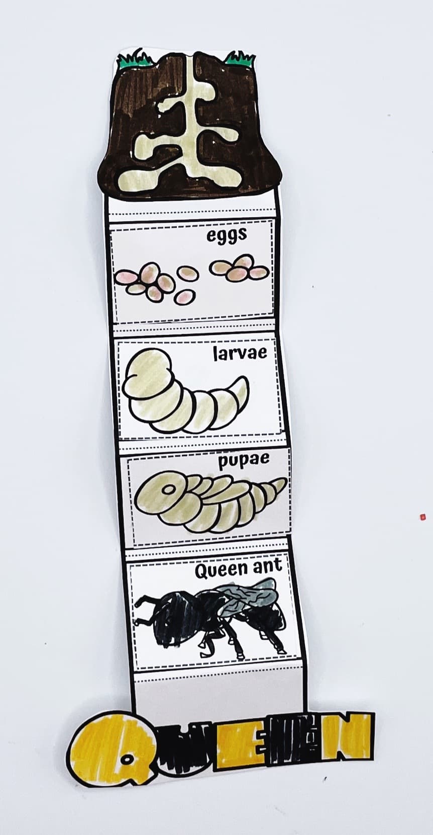 ant life cycle craft