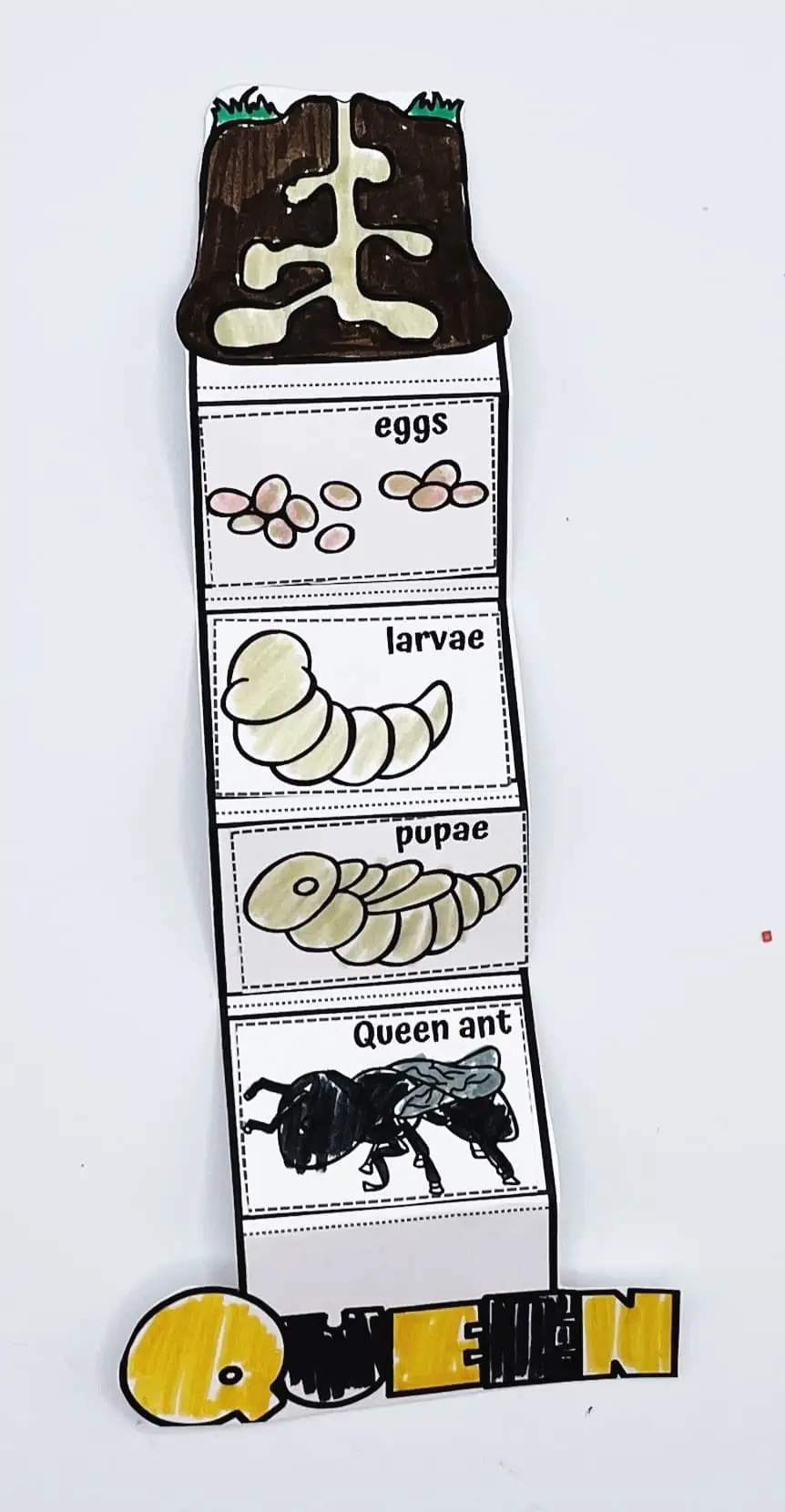 ant life cycle craft