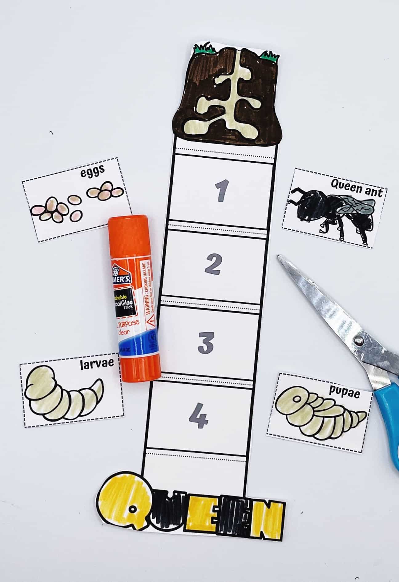 ant life cycle craft