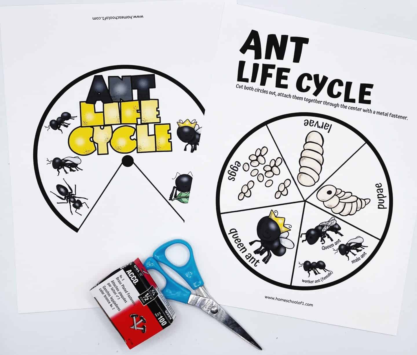 ant life cycle fun craft