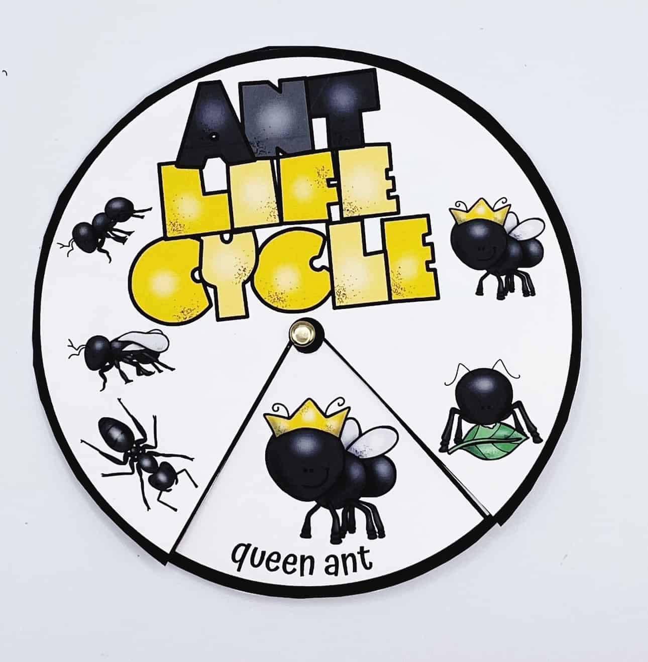 ant life cycle spinner wheel